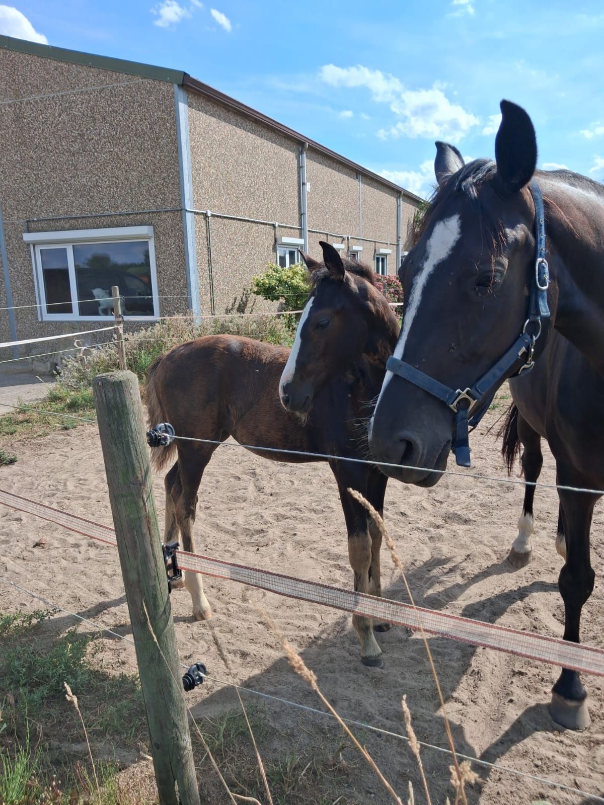 bwp dressuurpaard merrie 0 let zwart na prodej - Foto 5