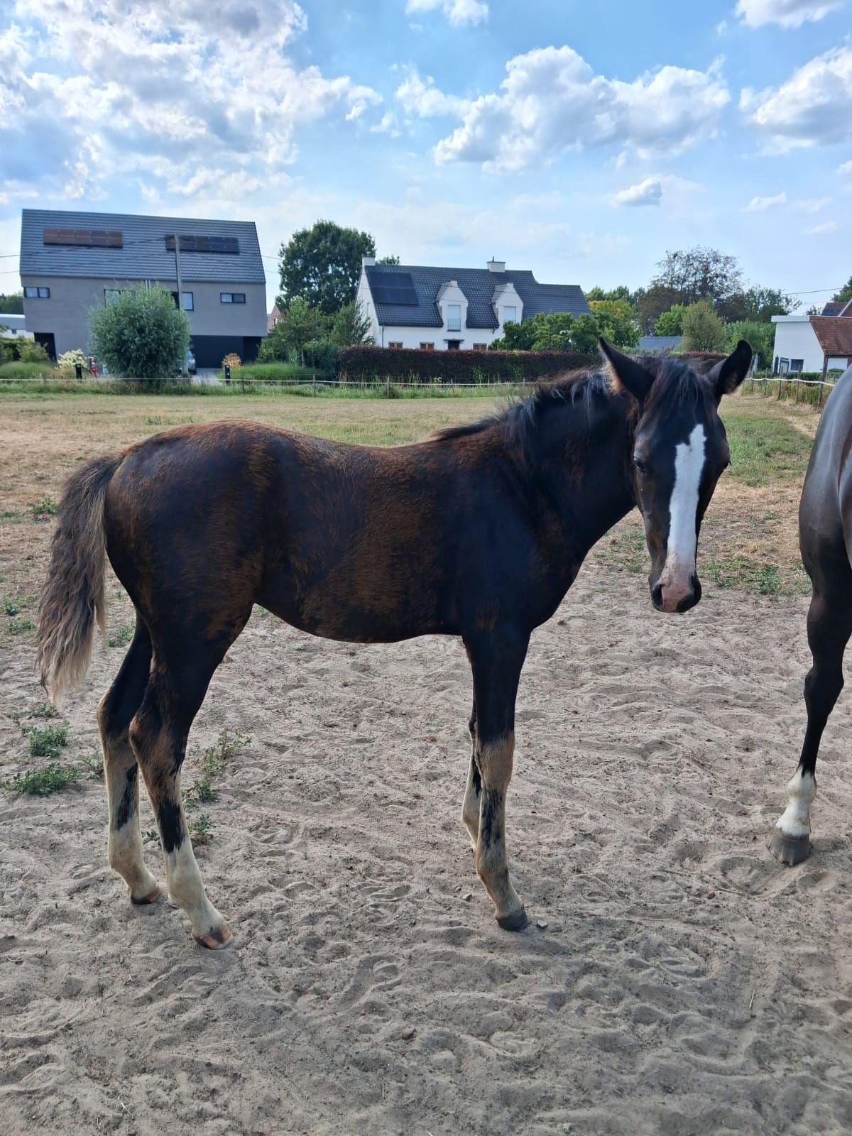 bwp dressuurpaard merrie 0 let zwart na prodej - Foto 4