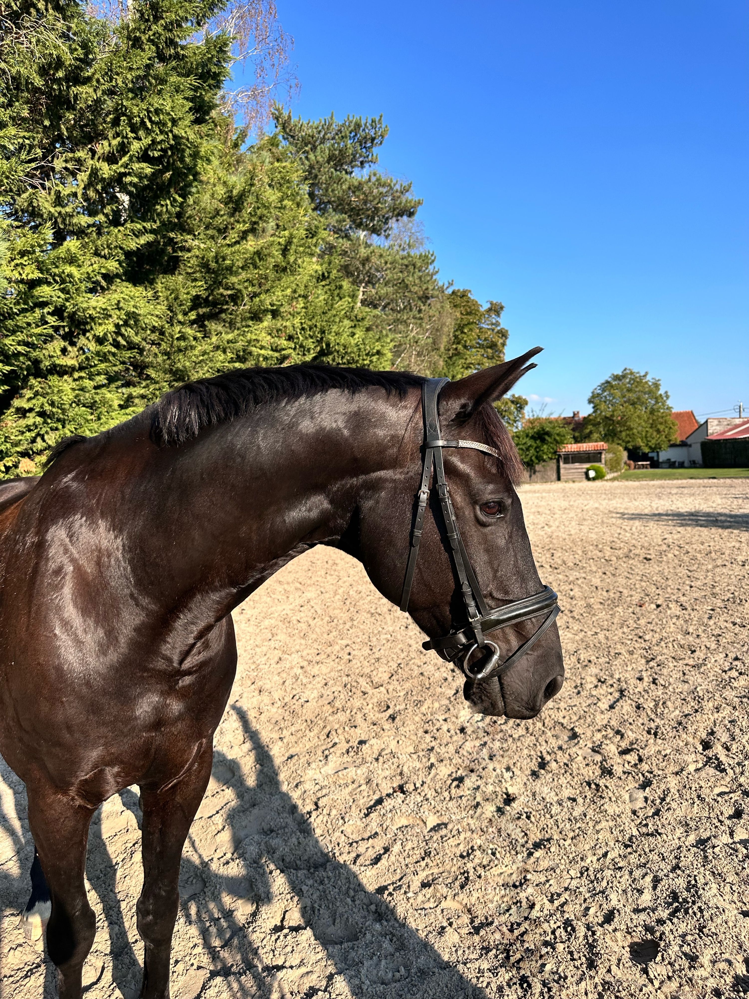 bwp dressuurpaard ruin 11 سنوات zwart للبيع - صورة 4