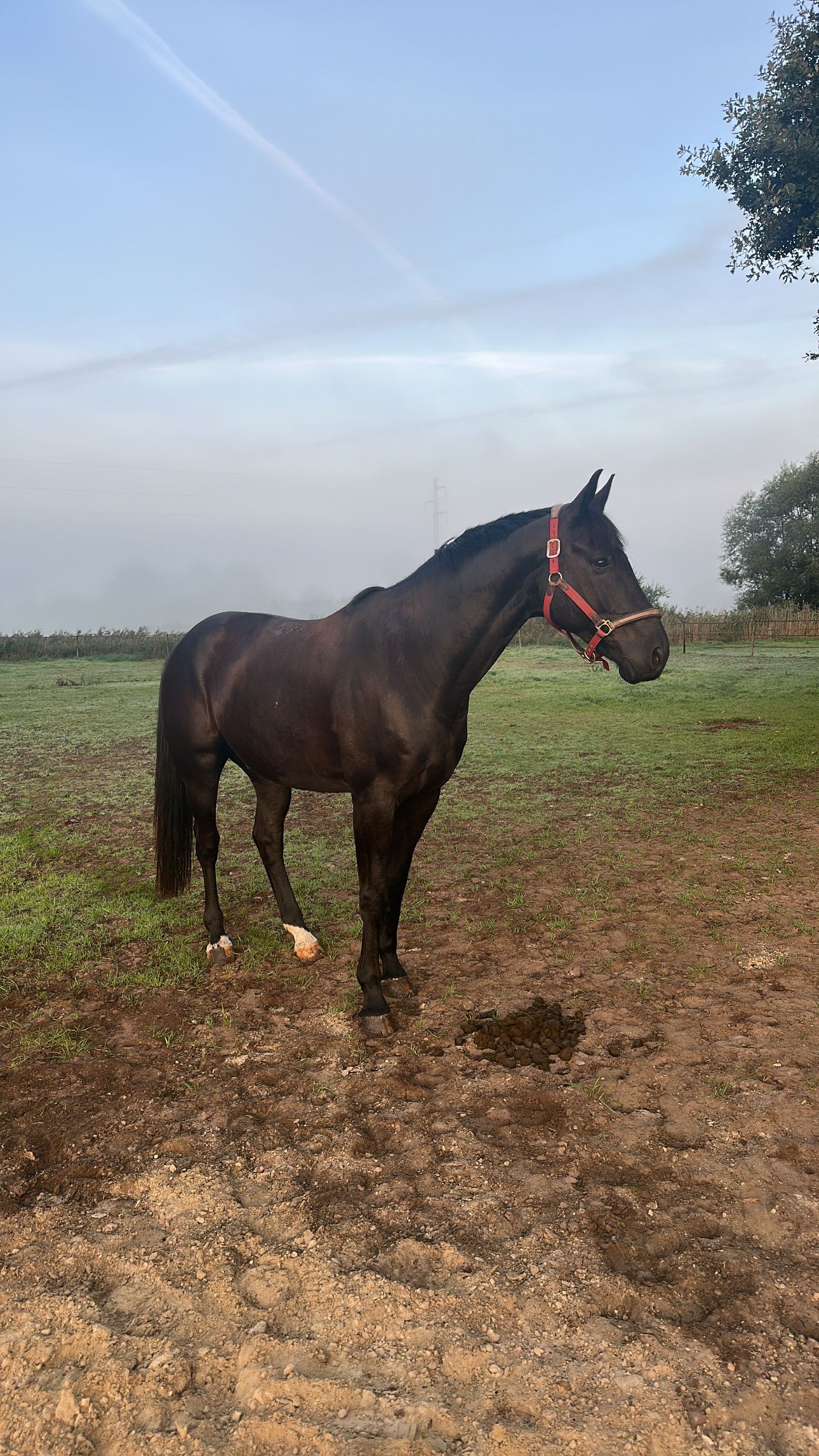 bwp dressuurpaard ruin 11 سنوات zwart للبيع - صورة 5