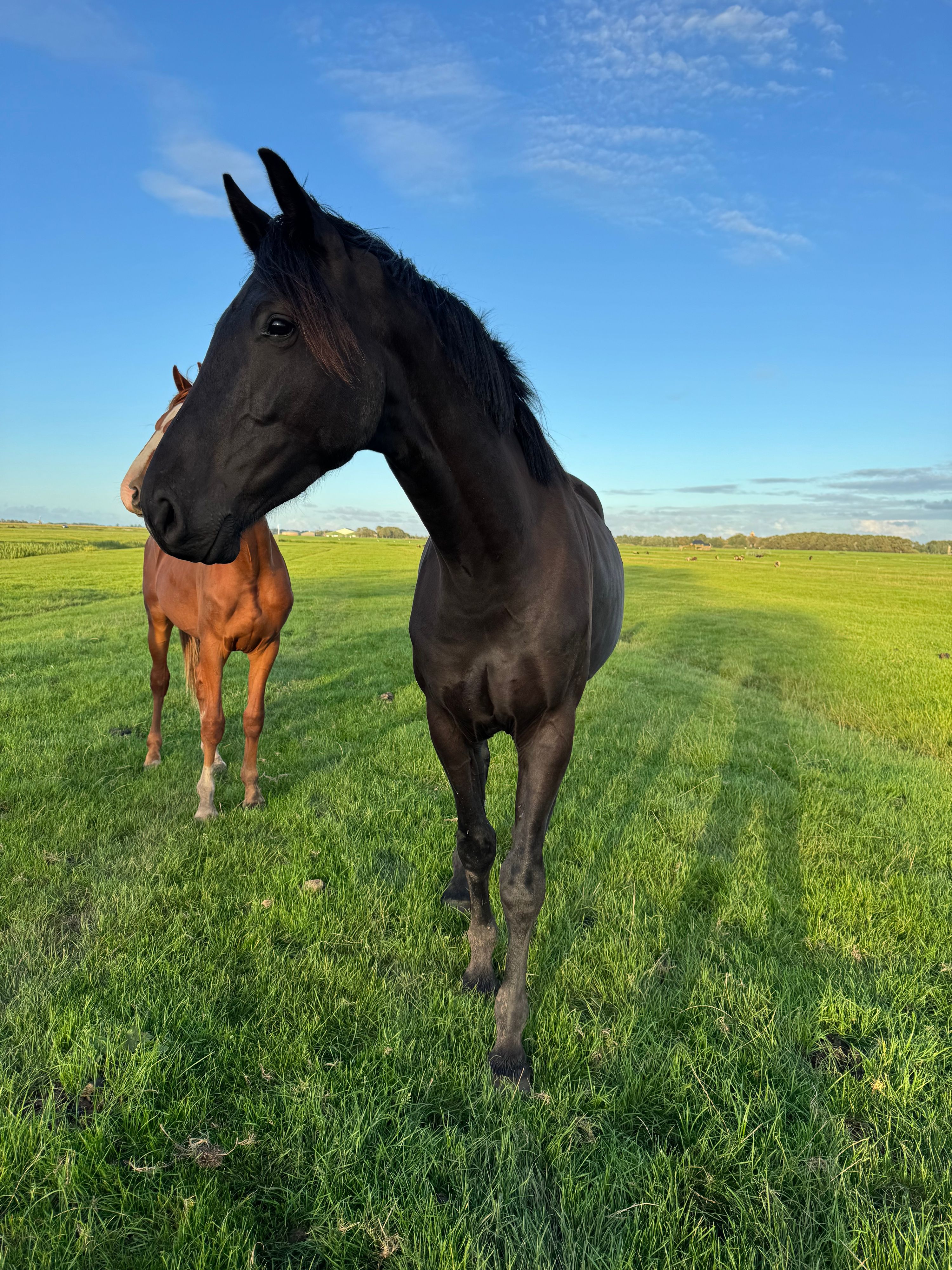 Efektowna 4-letnia klacz KWPN For Ferrero x Uphill x Havidoff