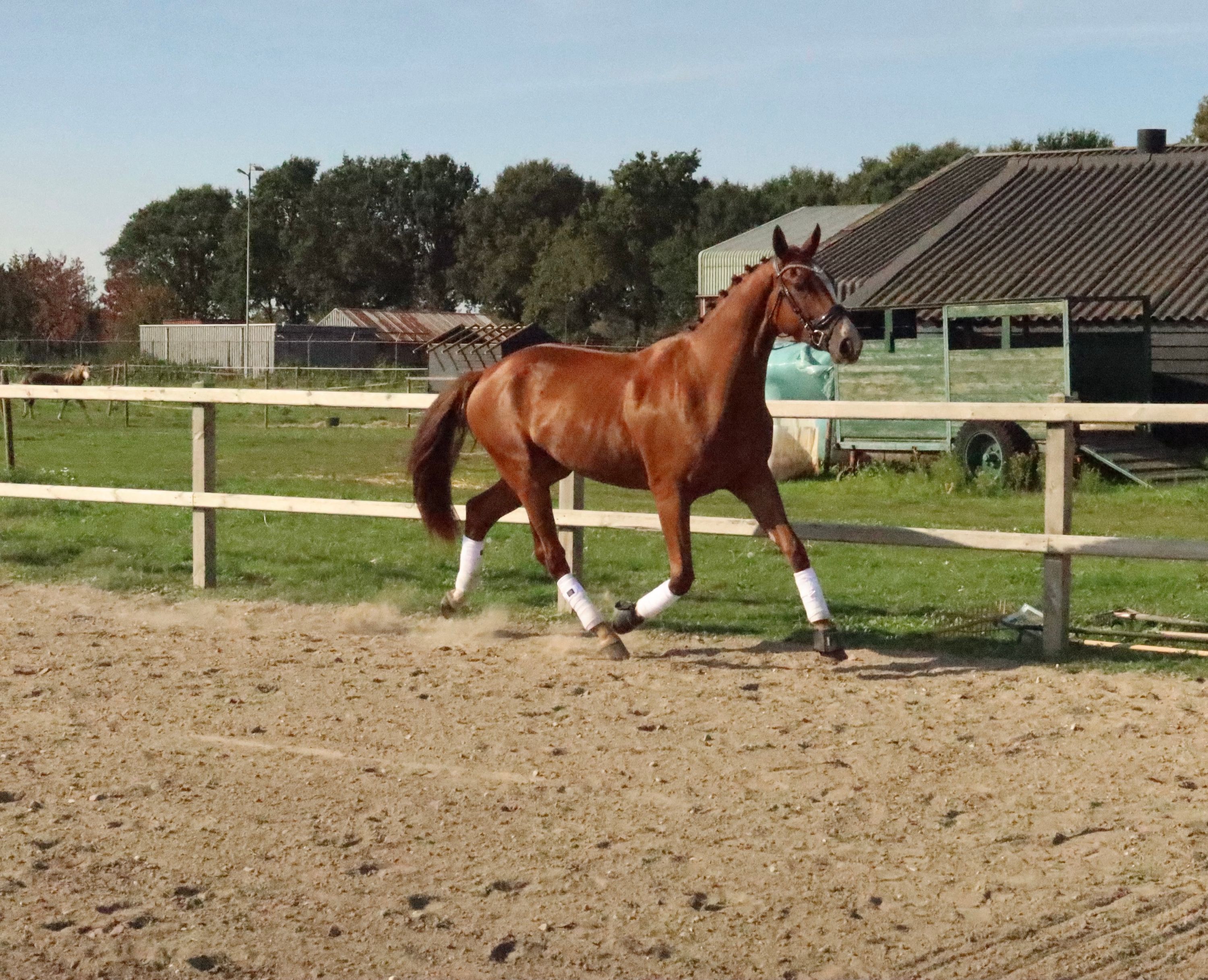 kwpn dressuurpaard ruin 3 ans vos à vendre - Photo 2