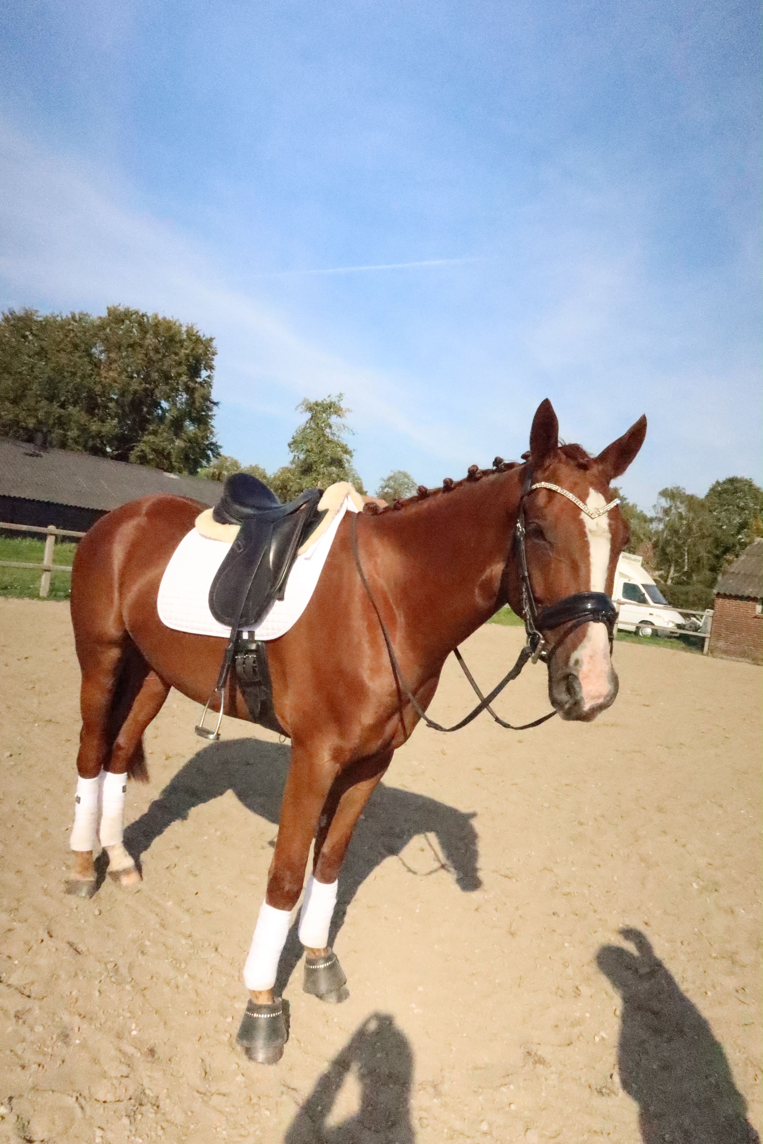 kwpn dressuurpaard ruin 3 ans vos à vendre - Photo 4