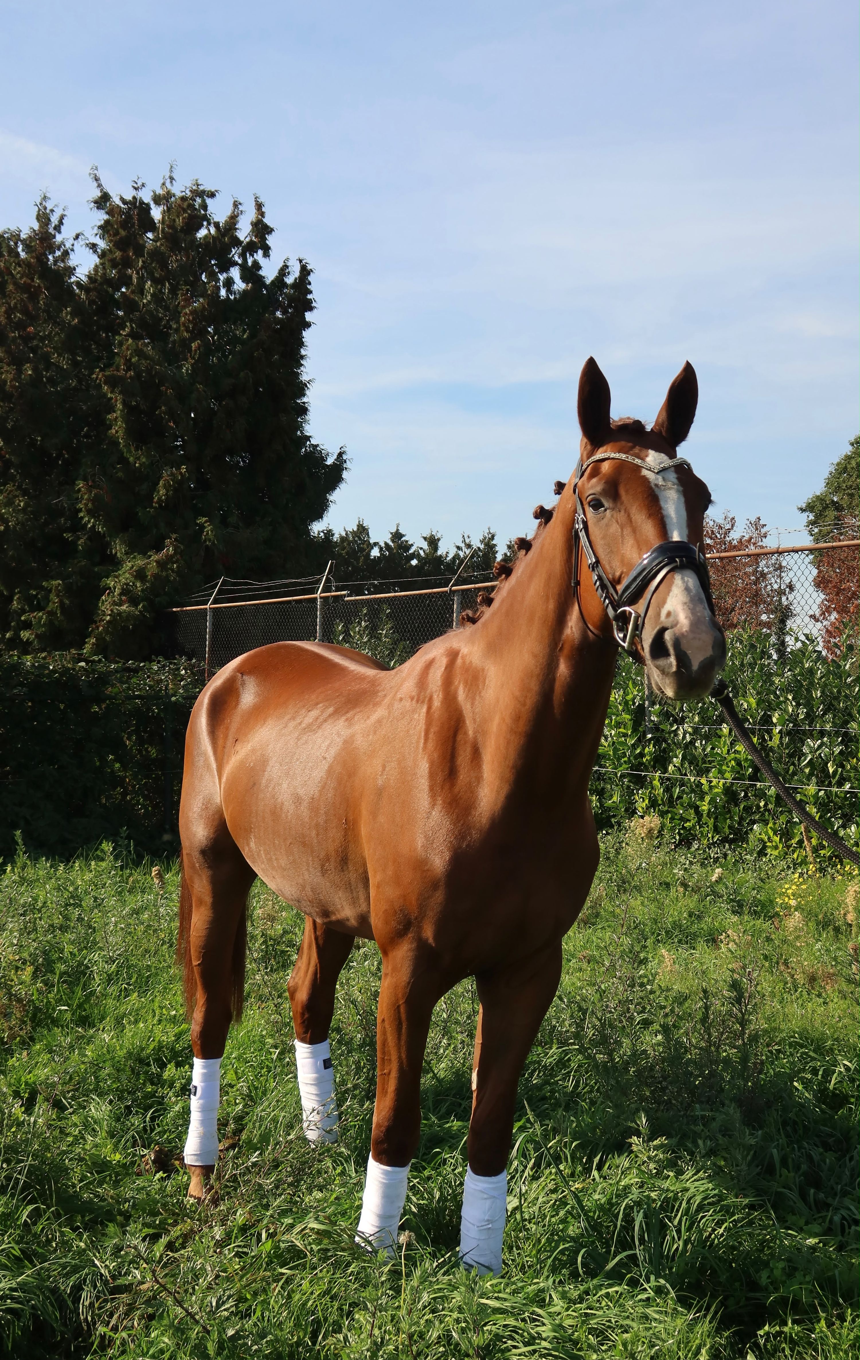 kwpn dressuurpaard ruin 3 ans vos à vendre - Photo 5