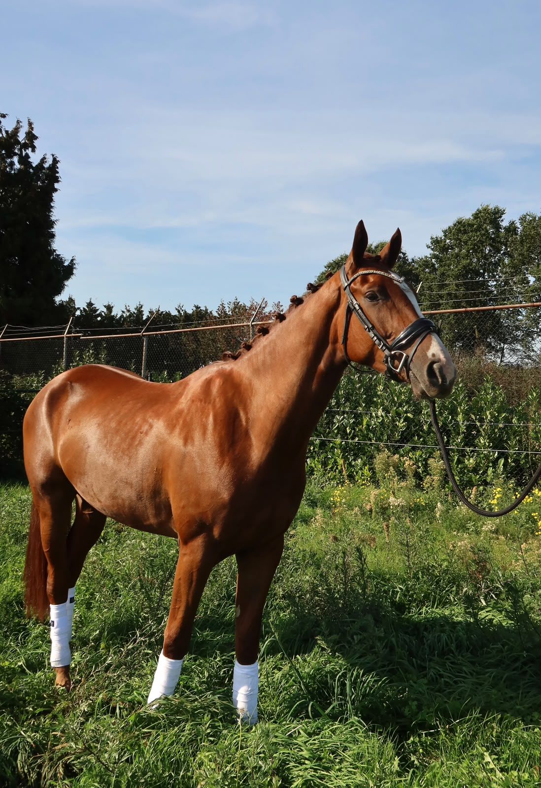 kwpn dressuurpaard ruin 3 ans vos à vendre - Photo 3