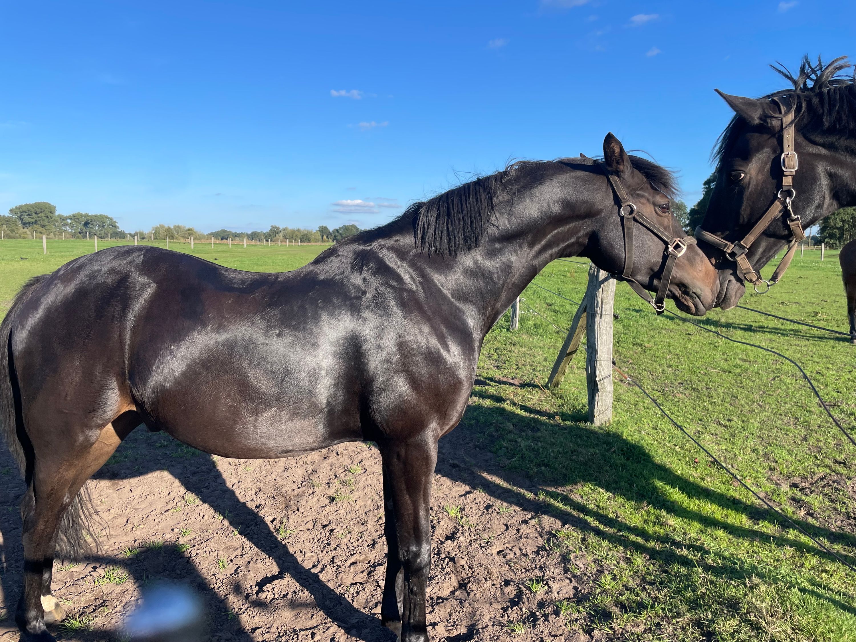 welsh dressuurpony ruin 13 år zwart till salu - Foto 5