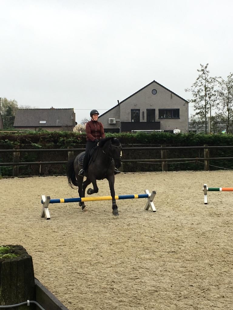 kwpn allrounder ruin 16 år donkerbruin till salu - Foto 2