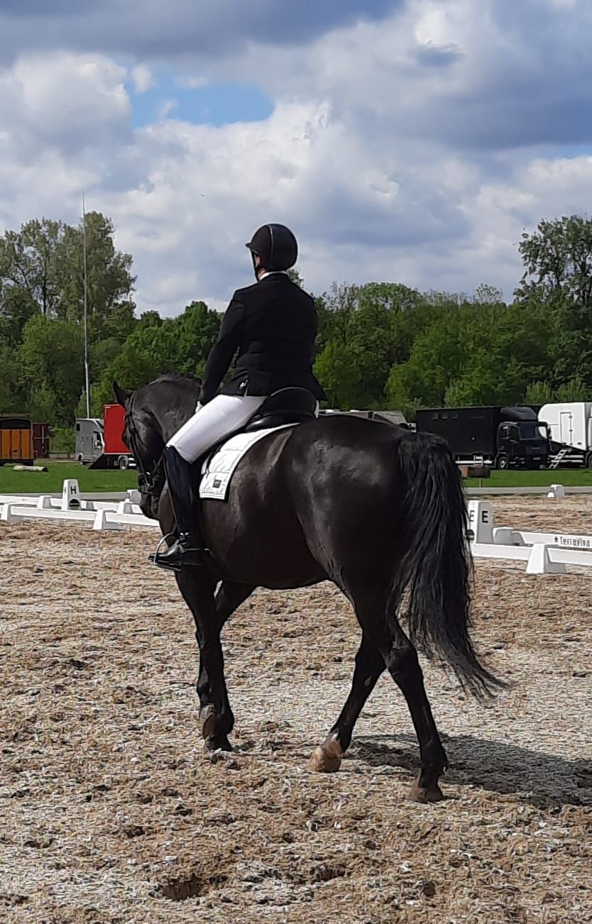 kwpn allrounder ruin 16 år donkerbruin till salu - Foto 3