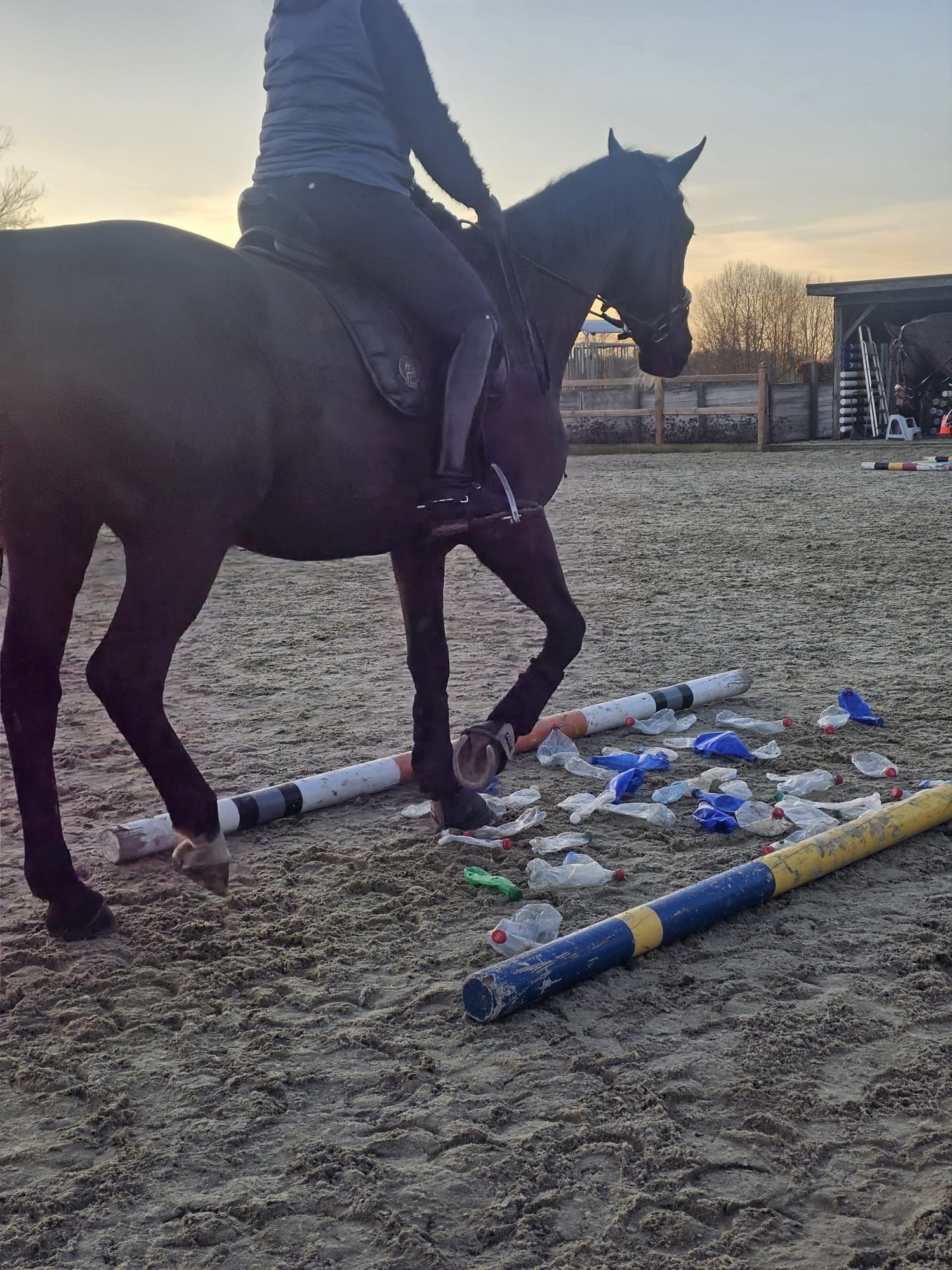 kwpn allrounder ruin 16 år donkerbruin till salu - Foto 5