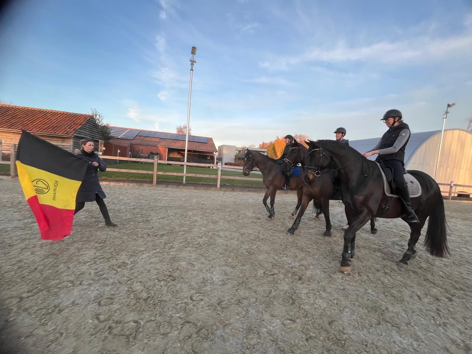 kwpn allrounder ruin 16 år donkerbruin till salu - Foto 6