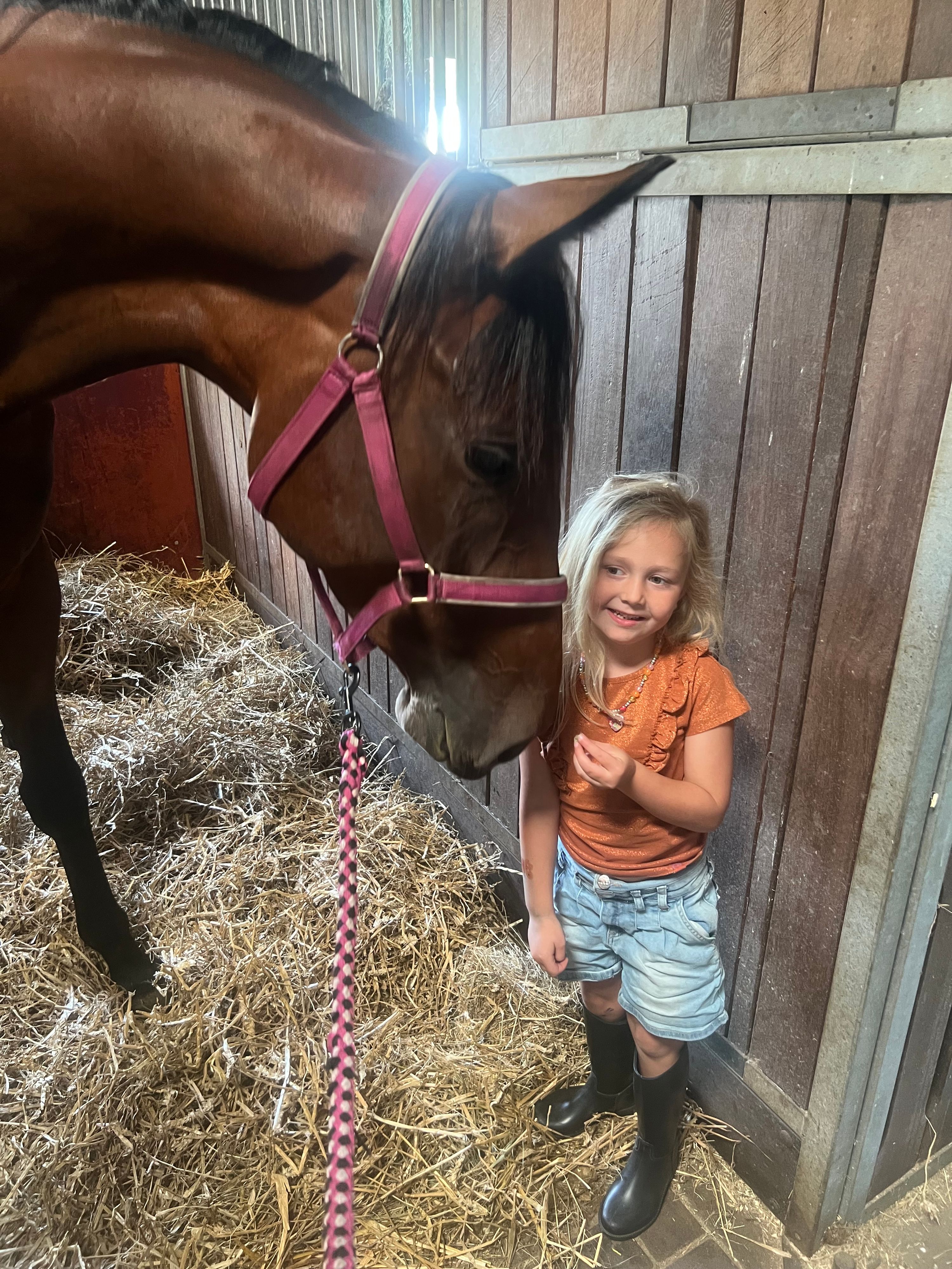 kwpn paard merrie 5 år bruin till salu - Foto 4