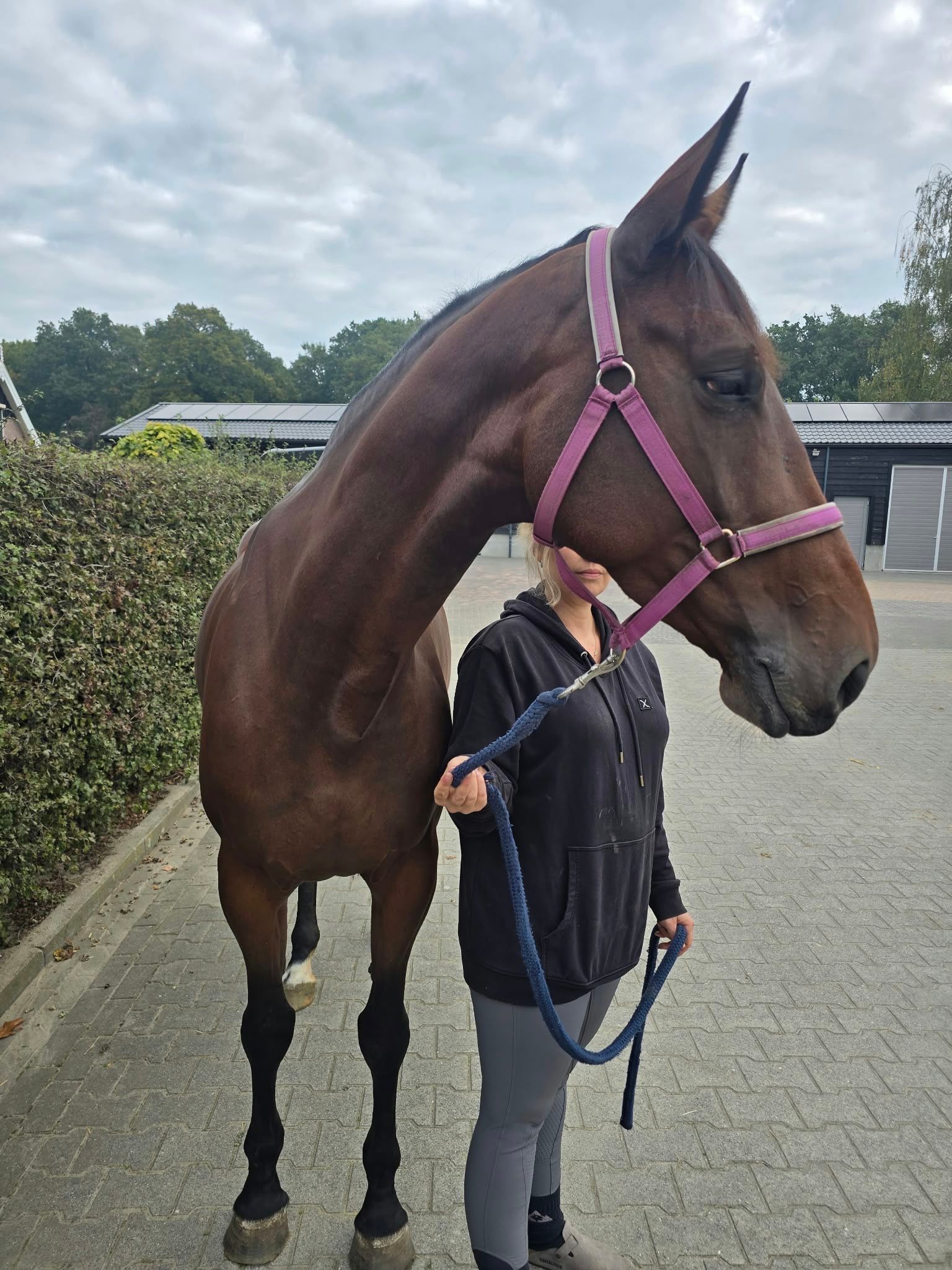 kwpn paard merrie 5 år bruin till salu - Foto 3