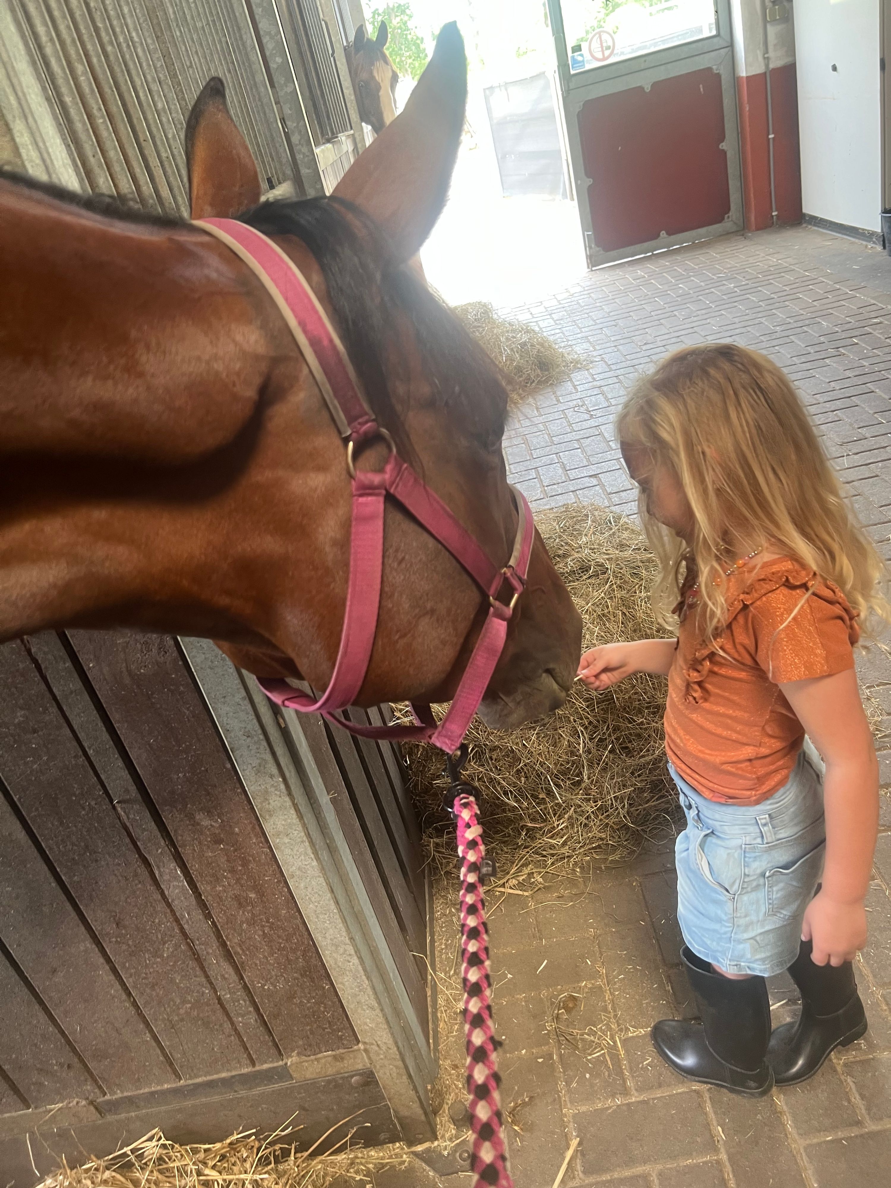 kwpn paard merrie 5 år bruin till salu - Foto 5