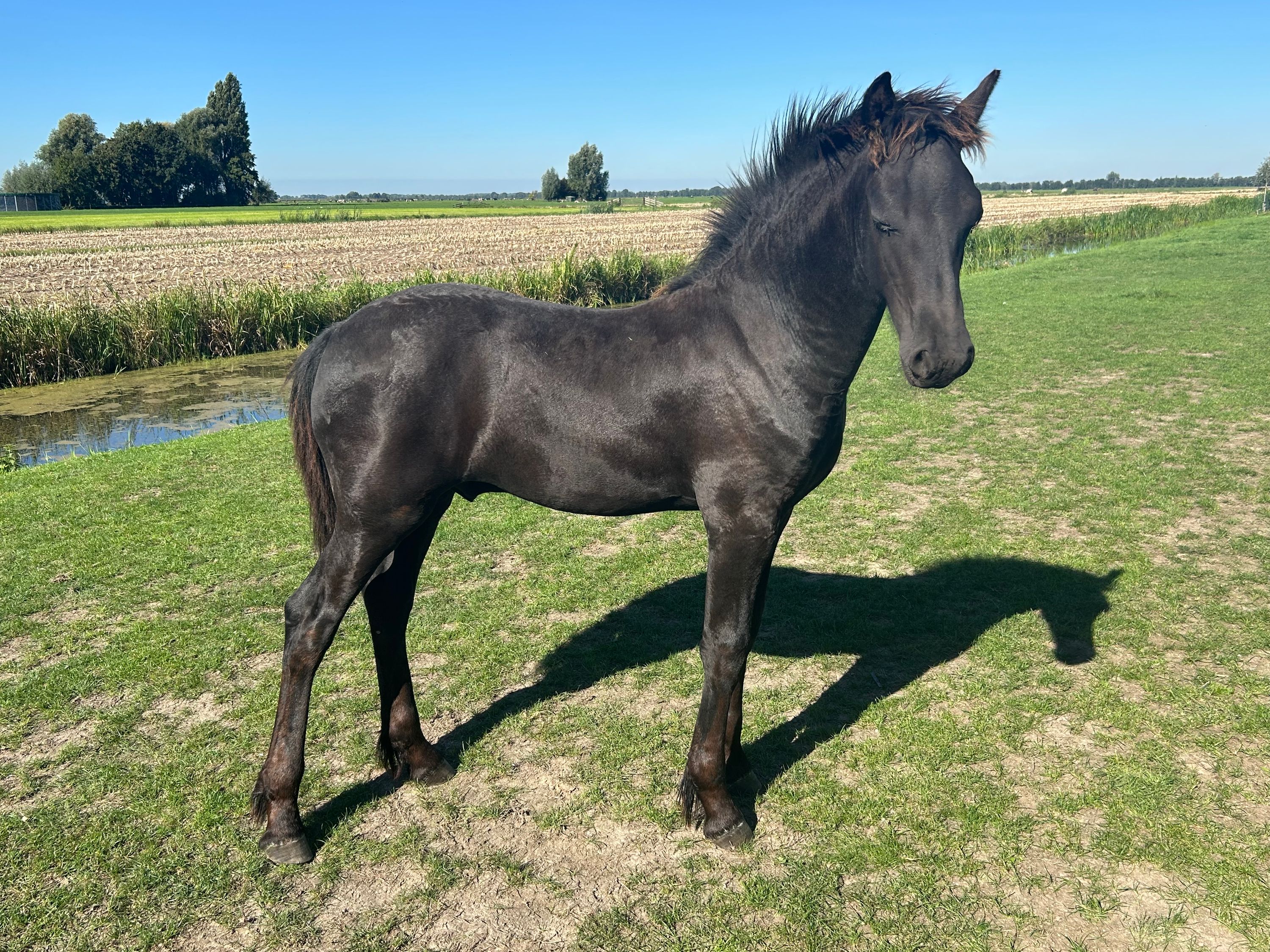 Modern Colt Foal
