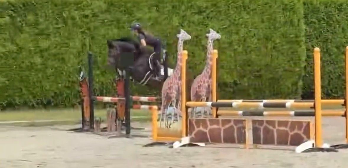 18-jähriges D-Pony -- ECHTER LEHRMEISTER
