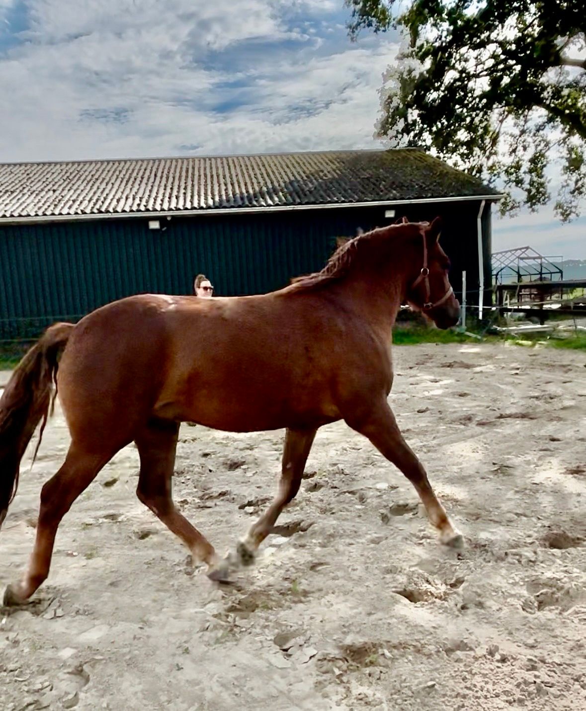 connemara allround-pony ruin 3 سنوات vos للبيع - صورة 5