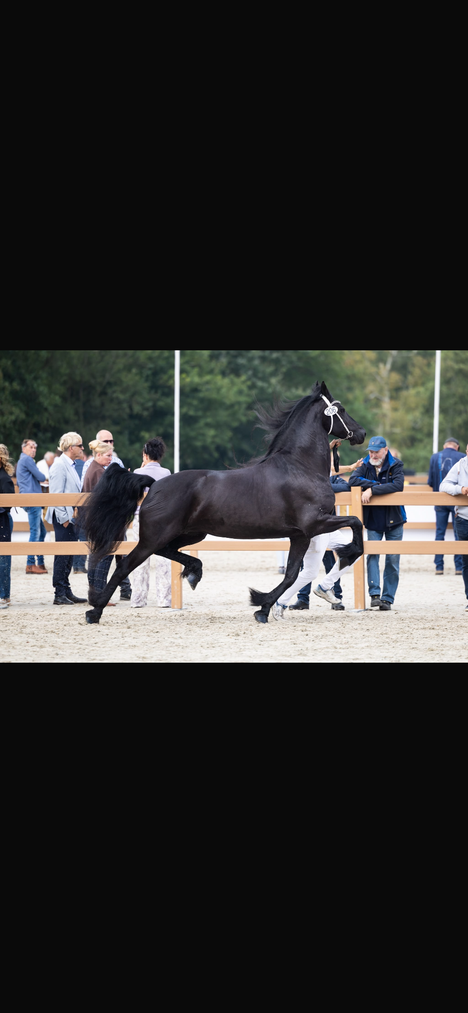 Model mare by Jehannes 484 with outstanding papers