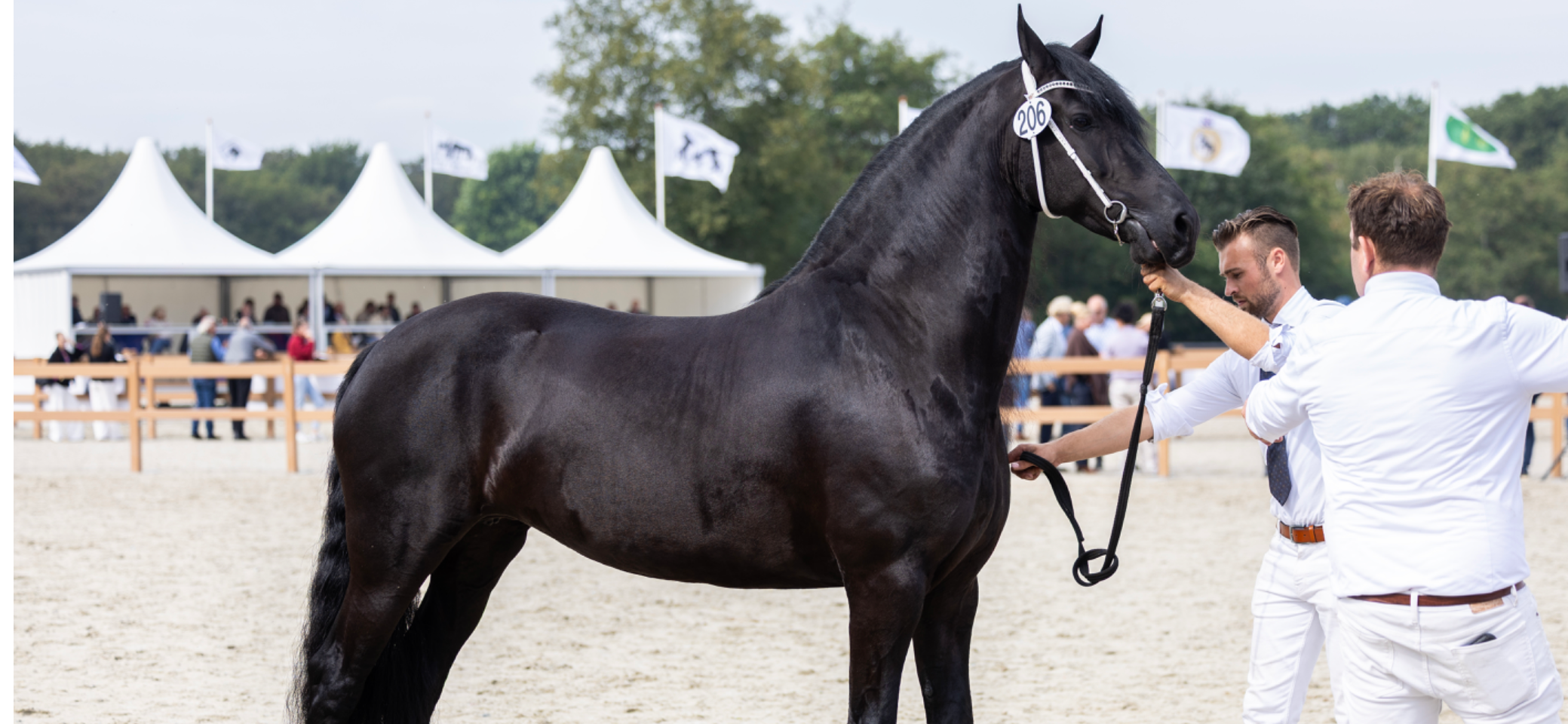 allround-fries merrie 7 years old zwart for sale - Photo 2