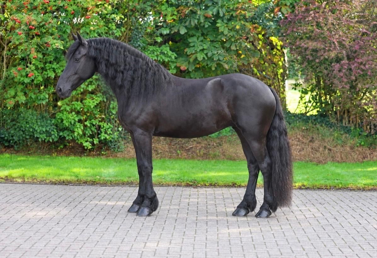 allround-fries merrie 7 years old zwart for sale - Photo 4