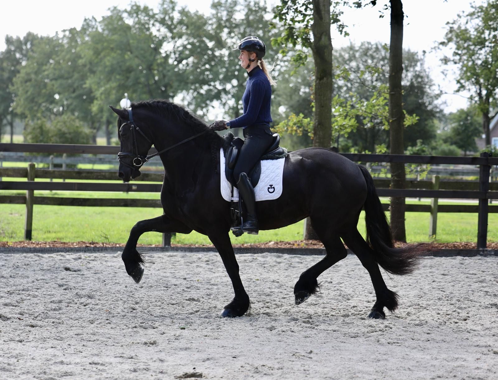 allround-fries merrie 7 years old zwart for sale - Photo 6
