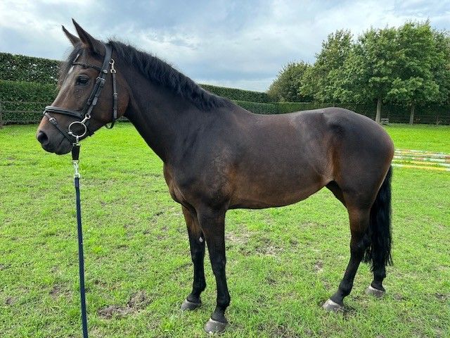 new-forest allround-pony merrie 10 سنوات donkerbruin للبيع - صورة 5