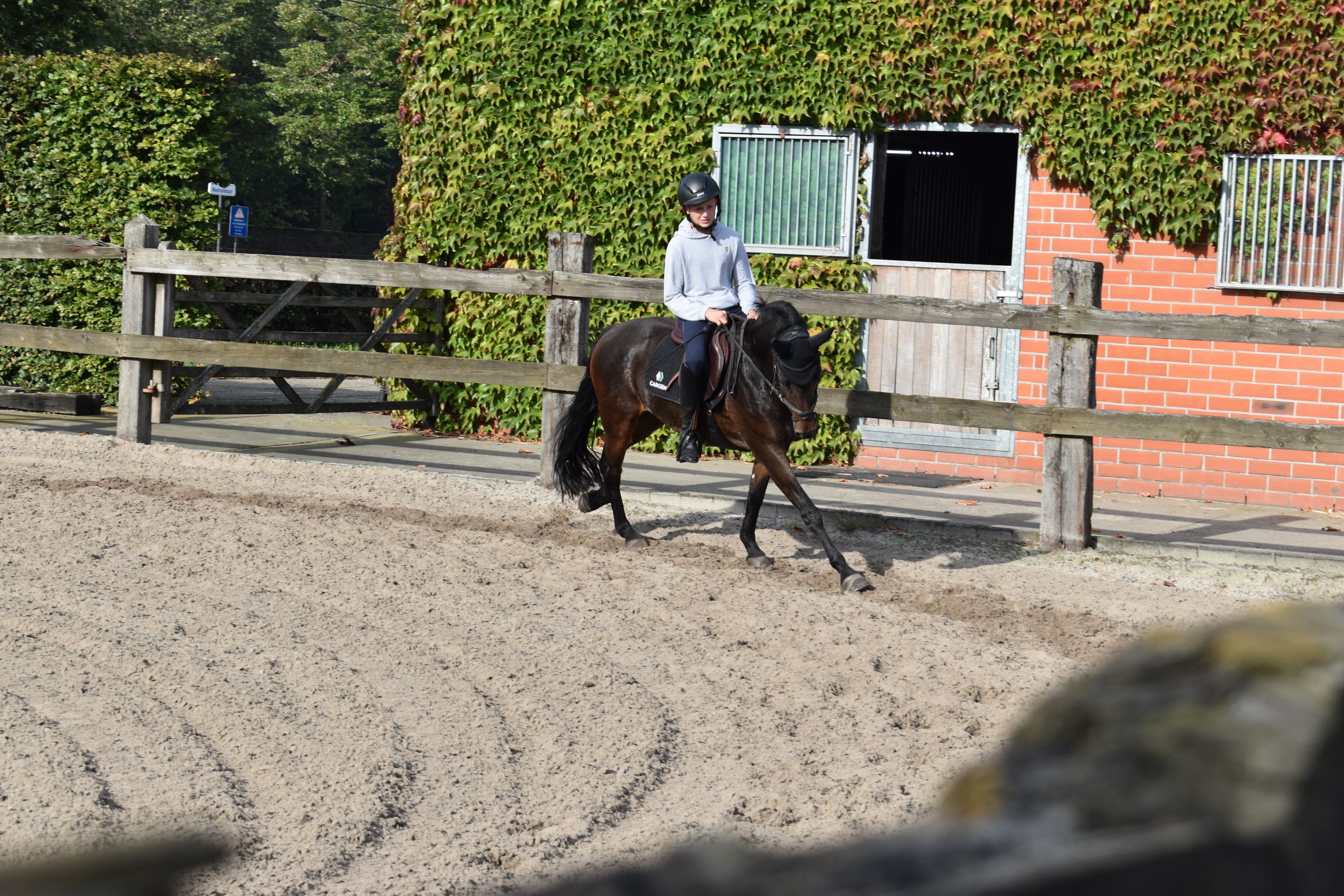 new-forest allround-pony merrie 10 سنوات donkerbruin للبيع - صورة 2