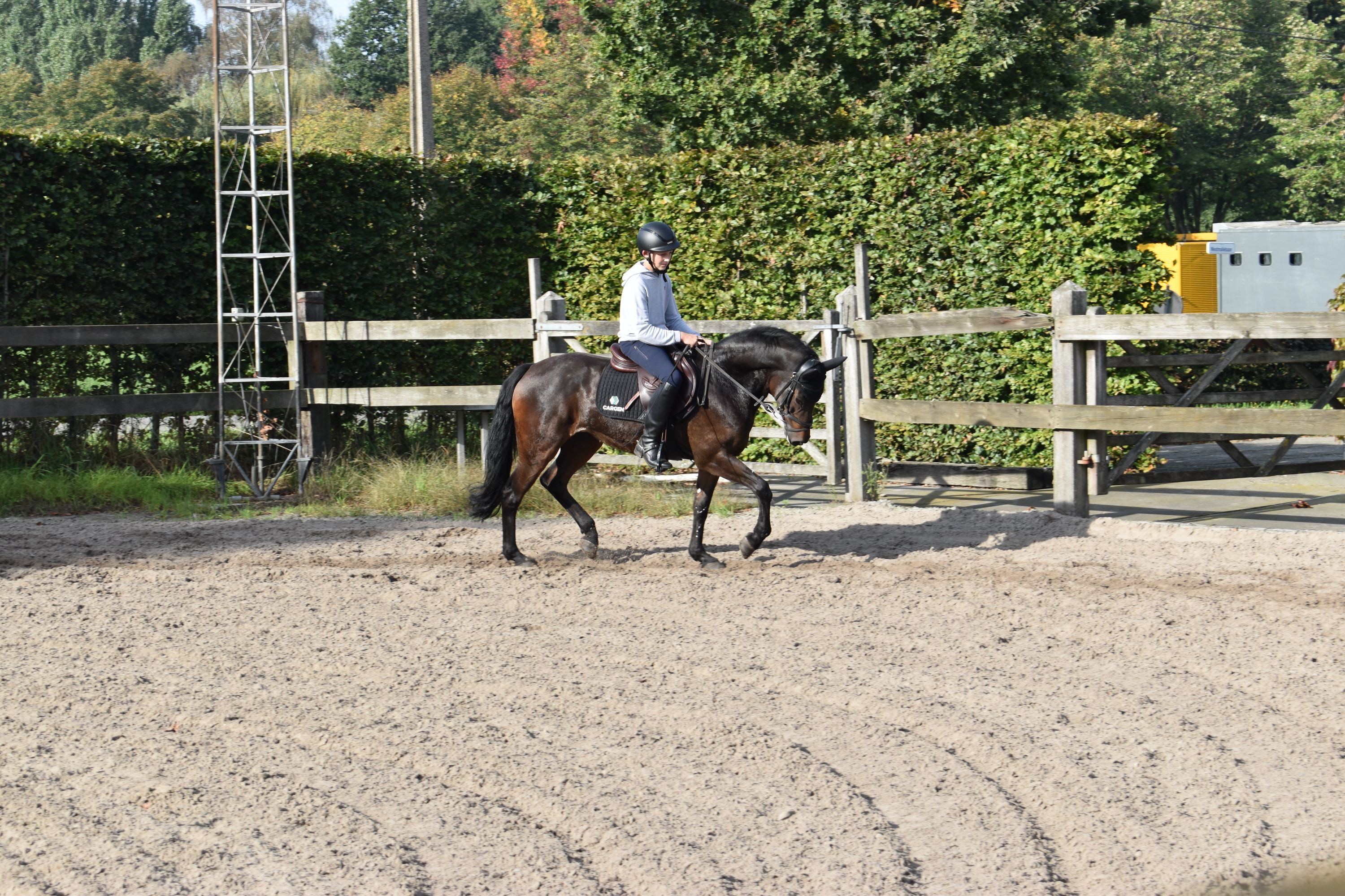 new-forest allround-pony merrie 10 سنوات donkerbruin للبيع - صورة 6