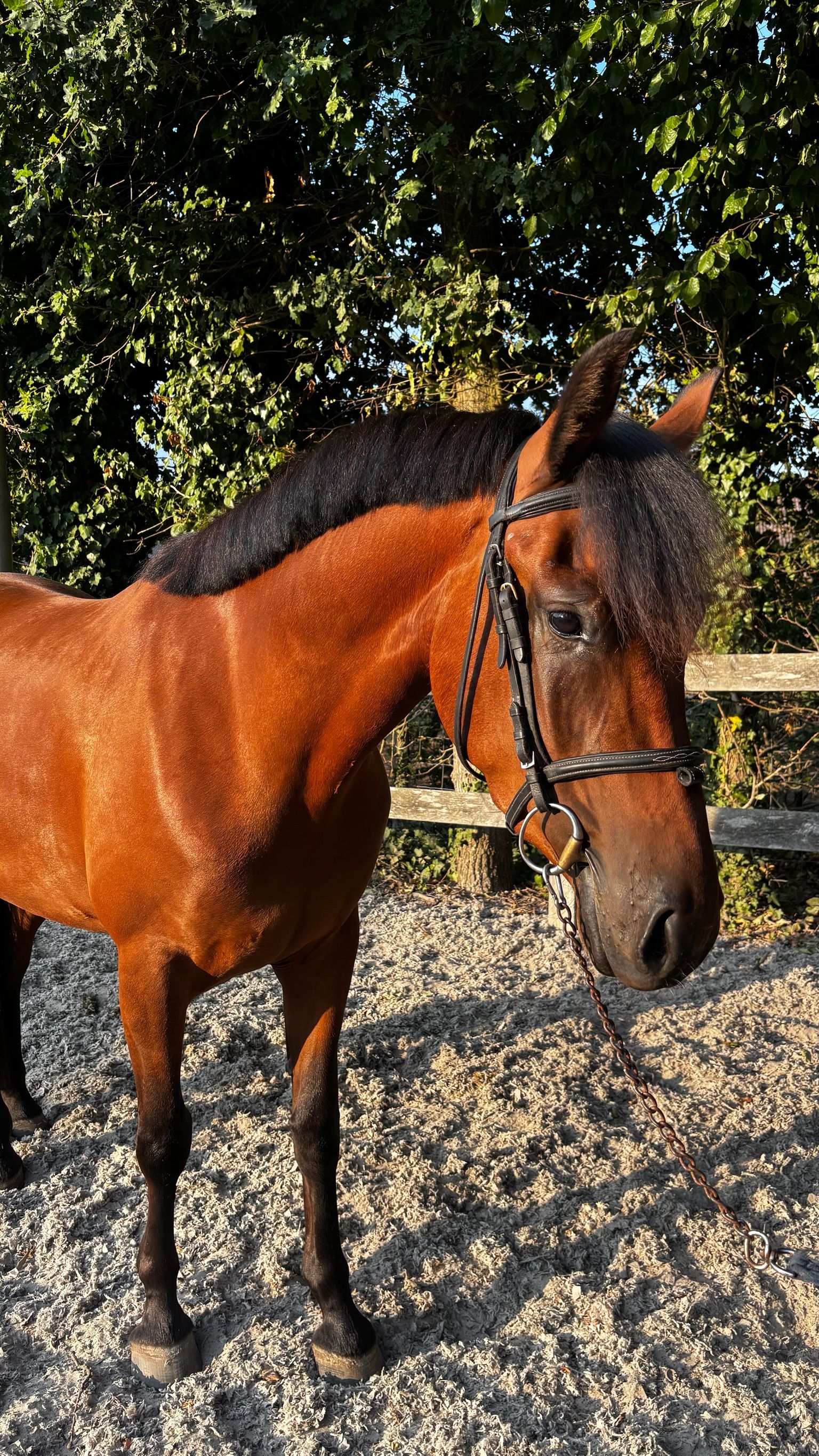 بوني رياضي متعدد المهام مع حضور متميز