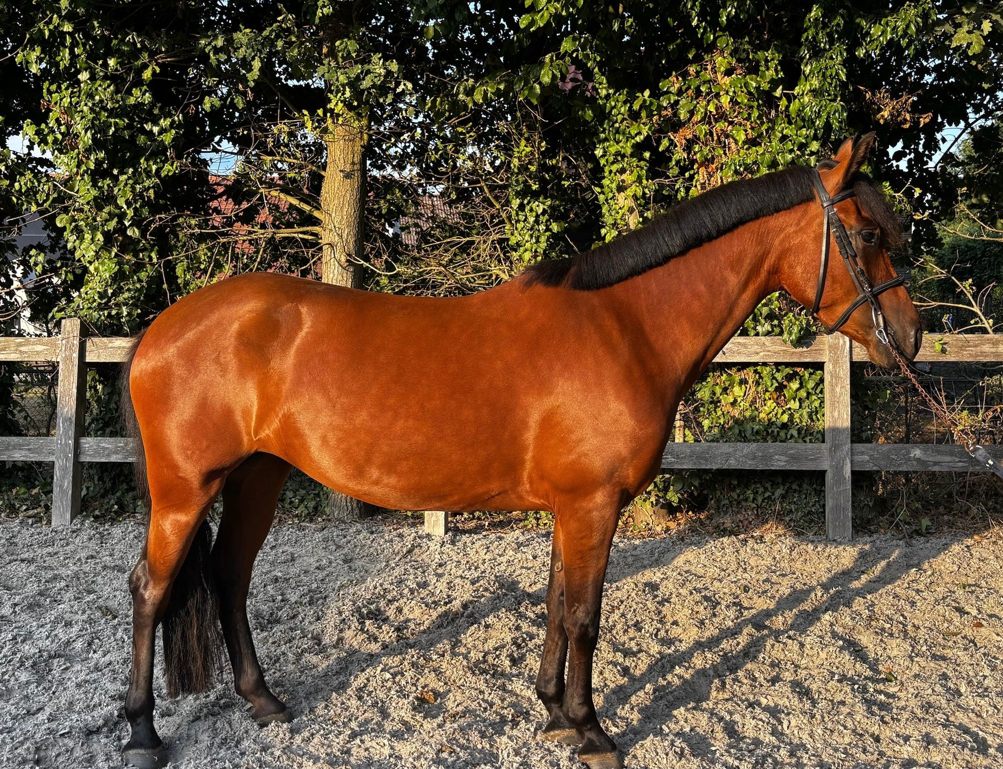 allround-pony merrie 5 سنوات bruin للبيع - صورة 2