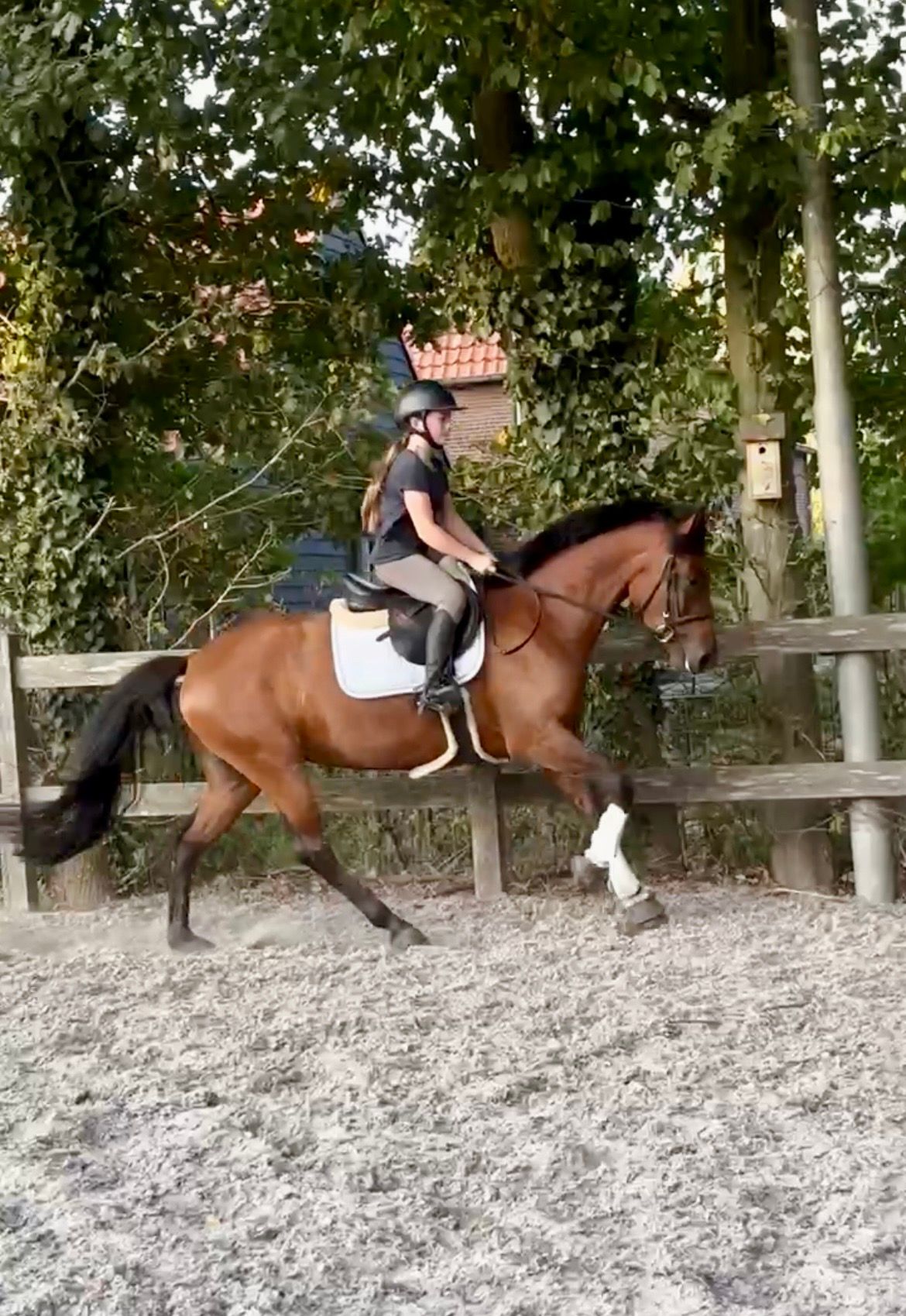 allround-pony merrie 5 سنوات bruin للبيع - صورة 4