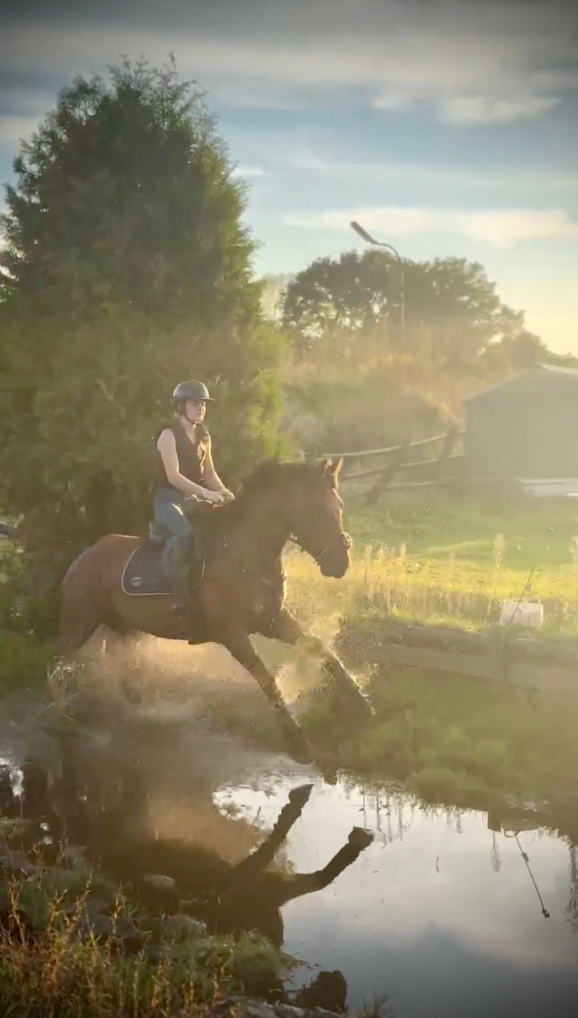 allround-pony merrie 5 سنوات bruin للبيع - صورة 6