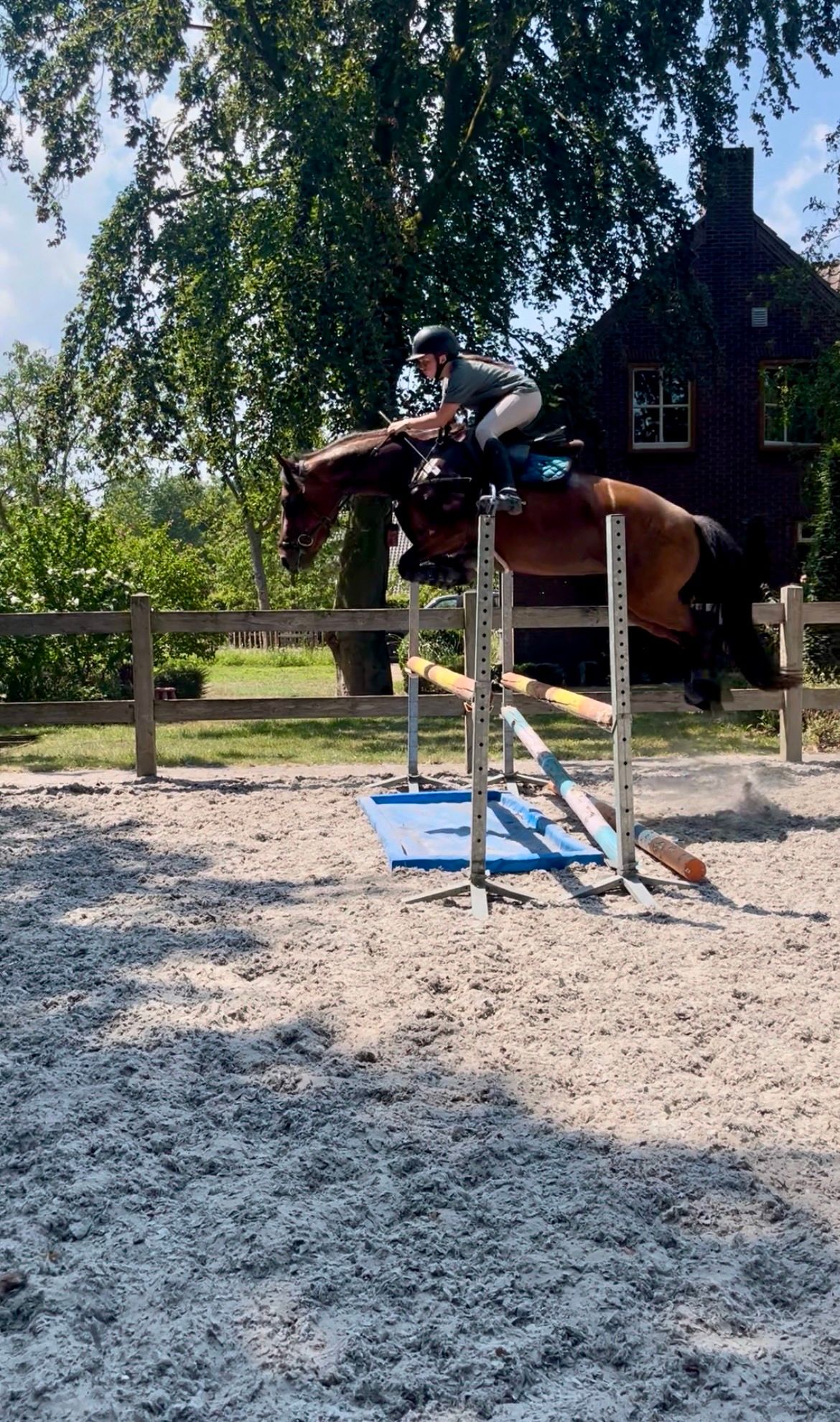 allround-pony merrie 5 سنوات bruin للبيع - صورة 3