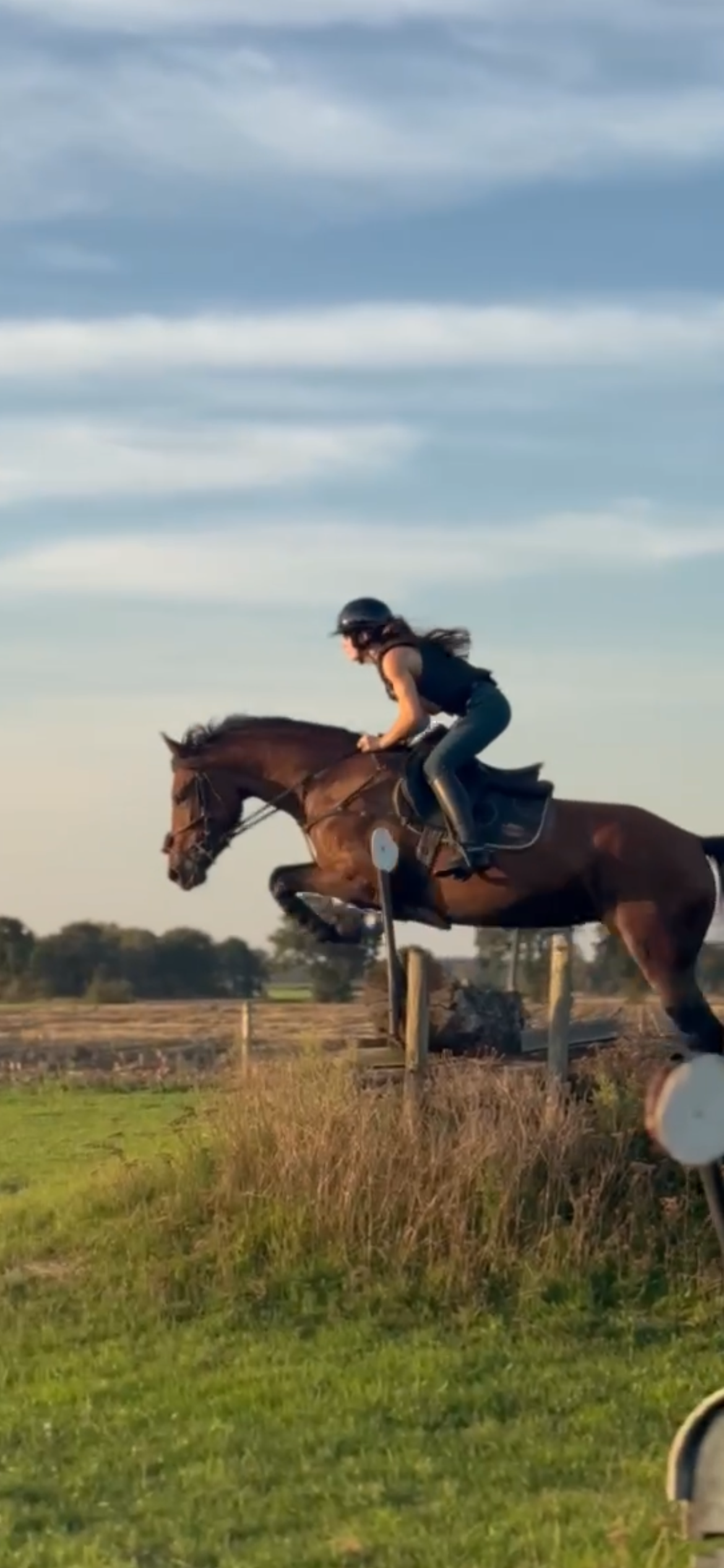 allround-pony merrie 5 سنوات bruin للبيع - صورة 5