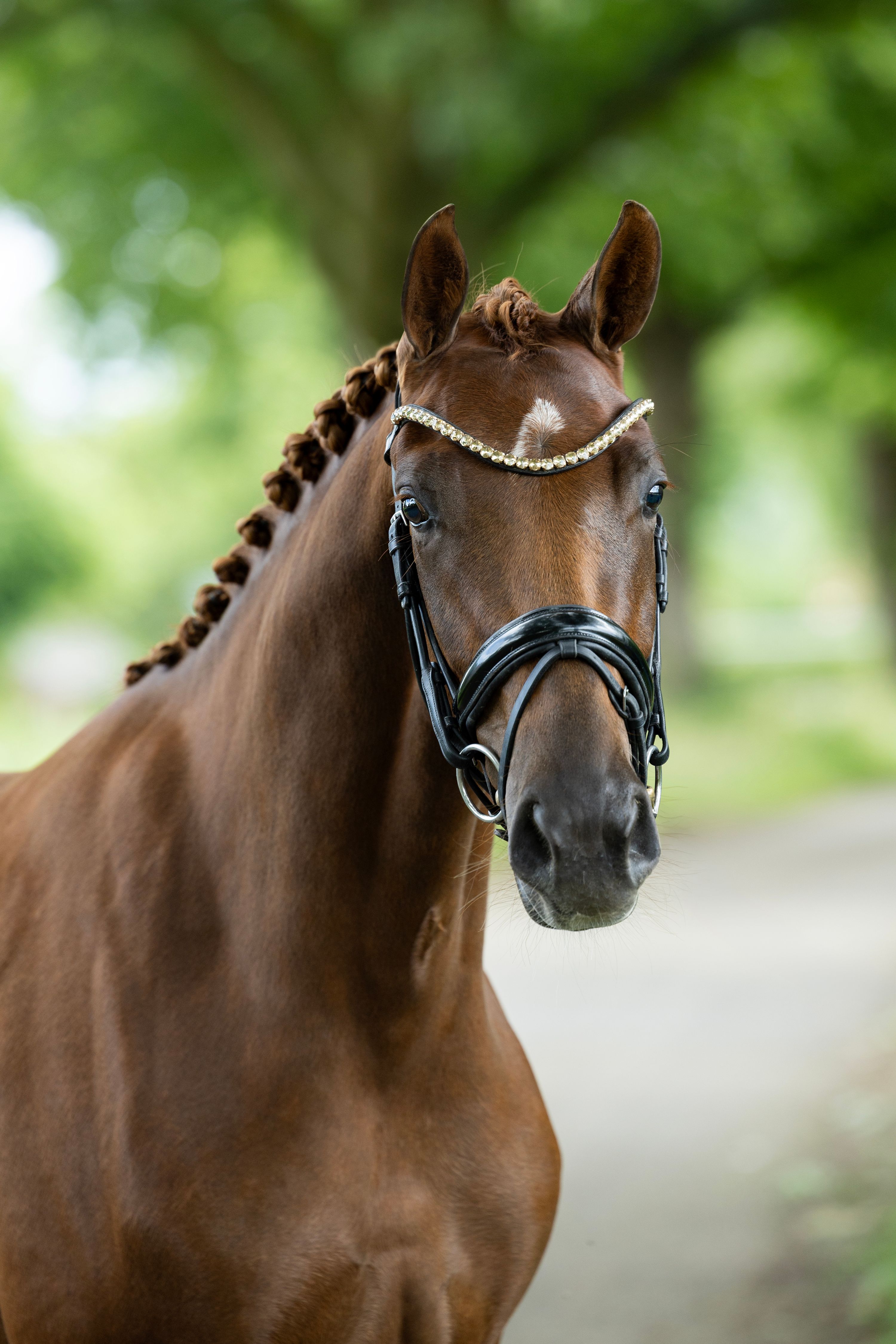 kwpn dressuurpaard merrie 3 سنوات vos للبيع - صورة 3