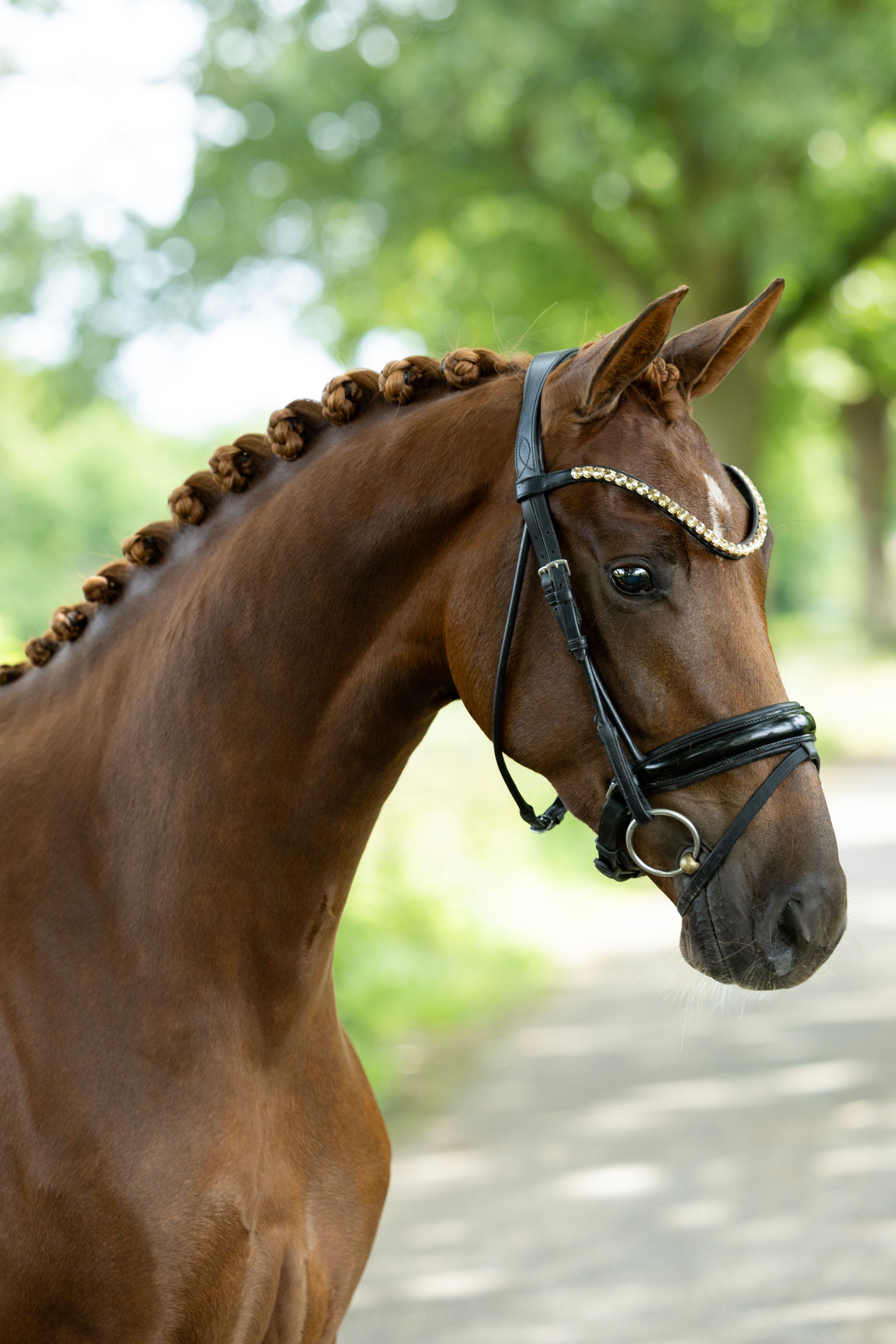 kwpn dressuurpaard merrie 3 سنوات vos للبيع - صورة 2