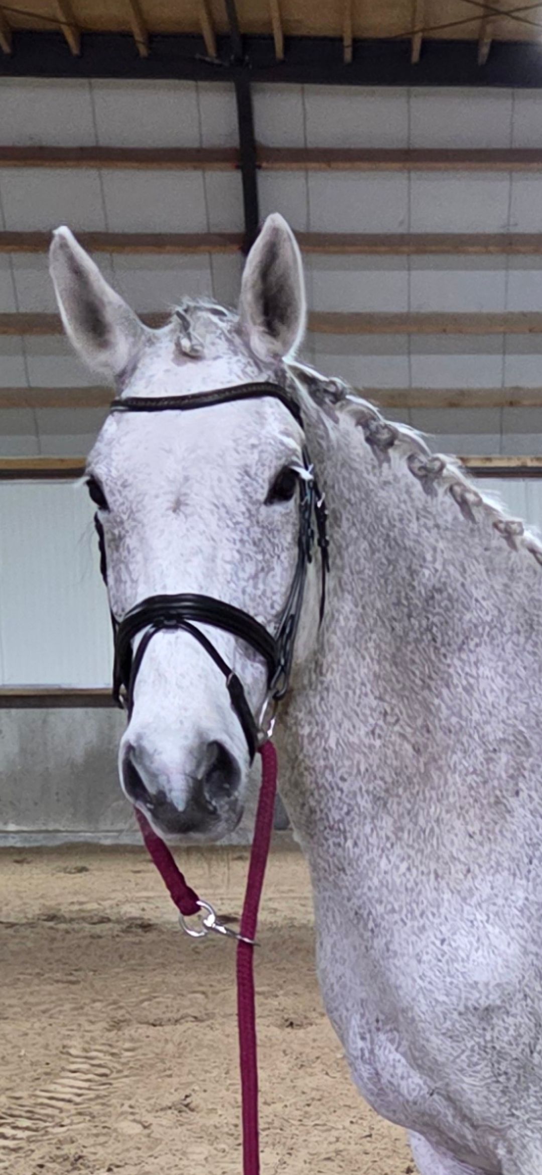kwpn dressuurpaard merrie 13 år schimmel till salu - Foto 2