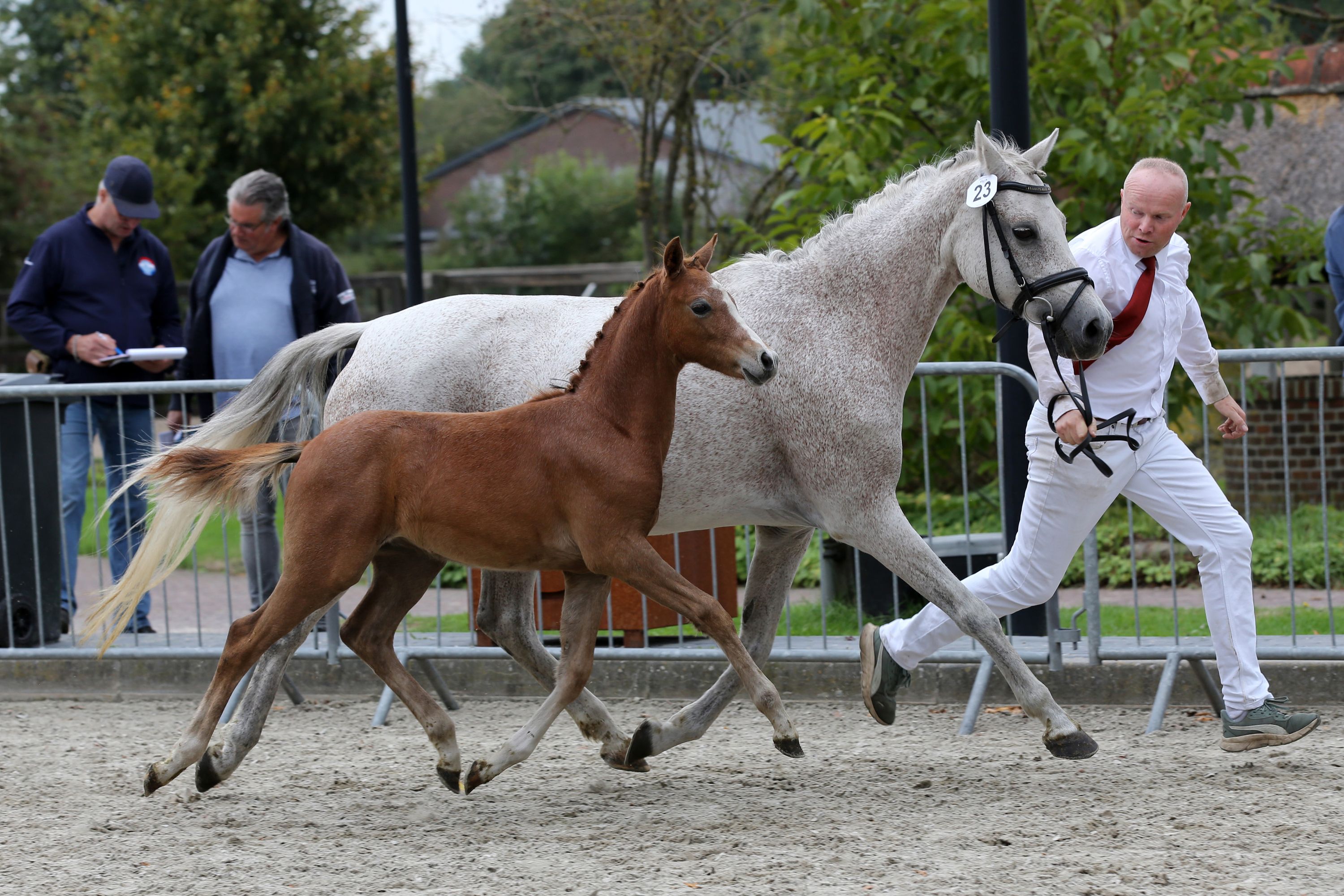 nrps dressuurpony hengst 0 år schimmel til salgs - Foto 2