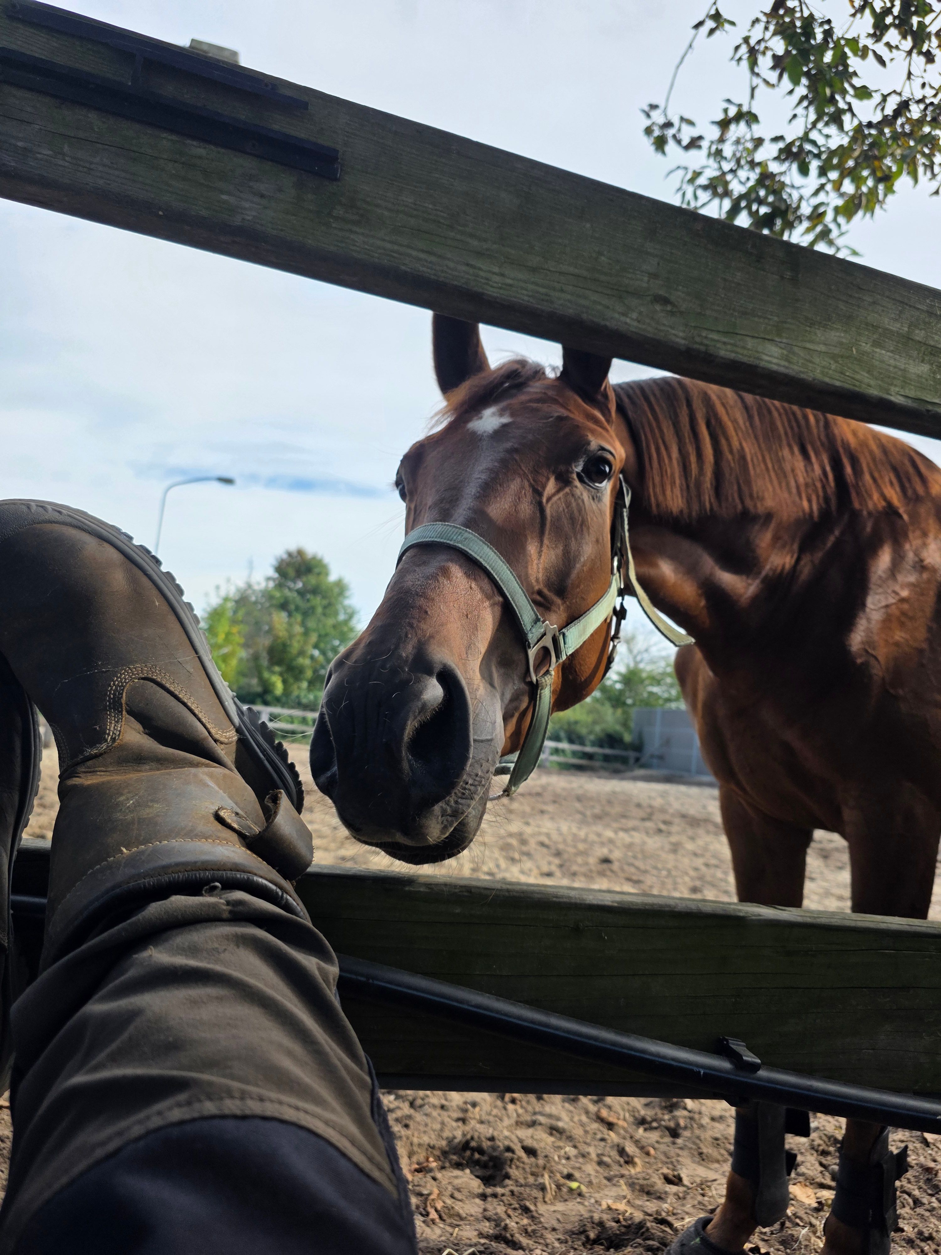 kwpn dressuurpaard merrie 3 ani vos de vânzare - Foto 4