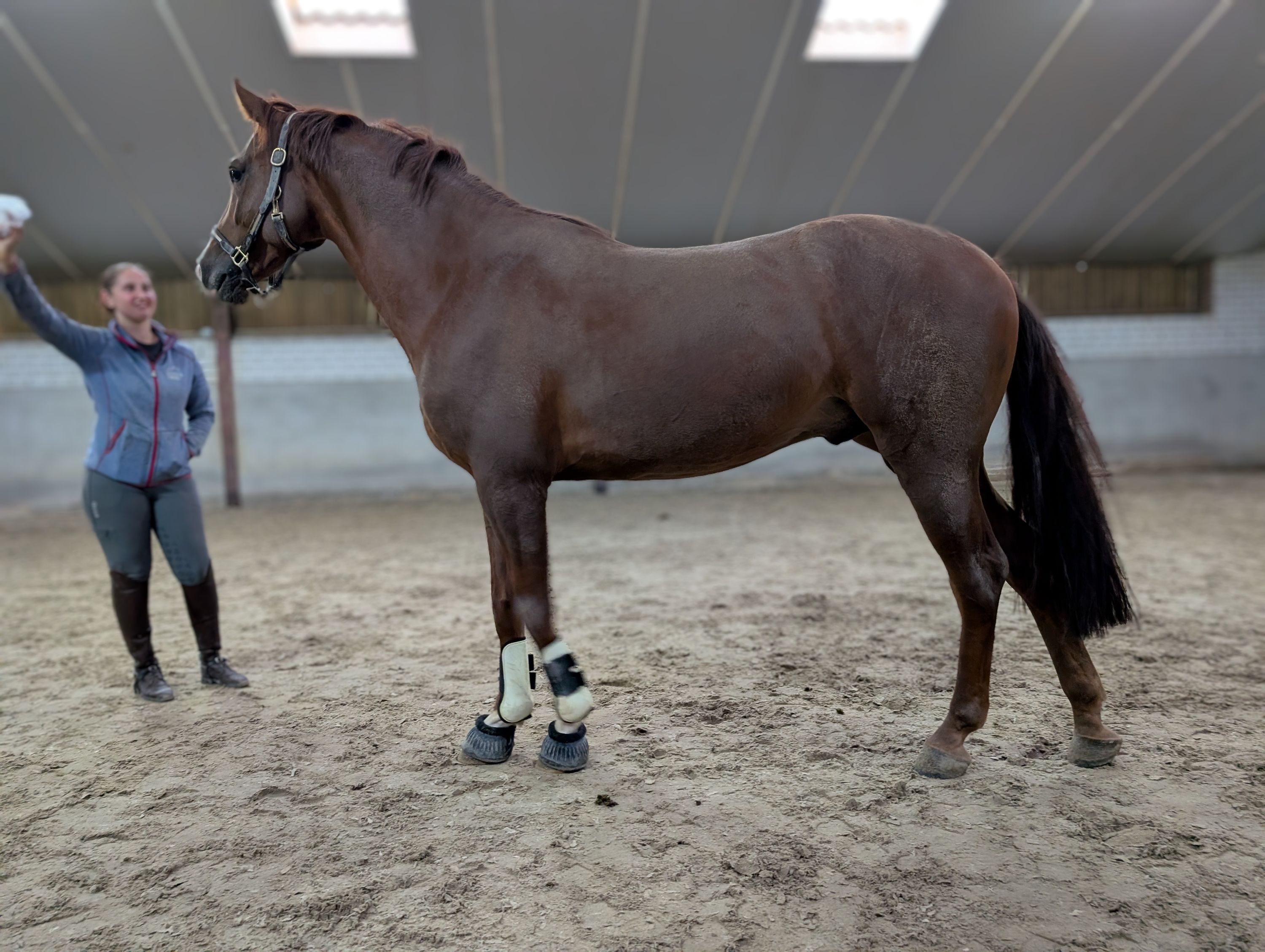 Cavallo da salto di 4 anni