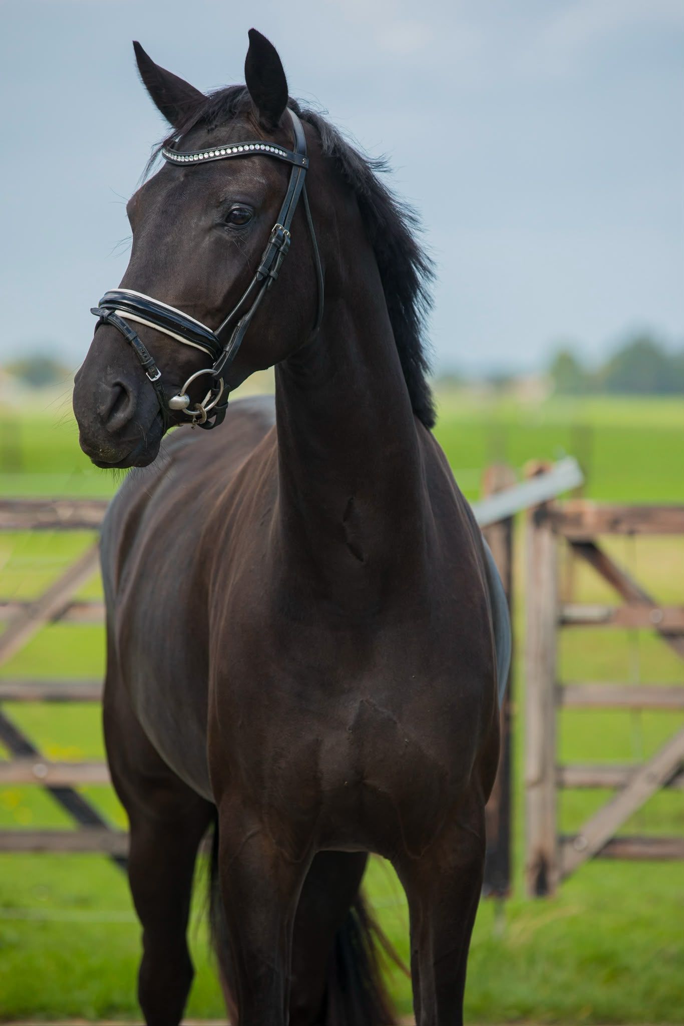 Robustea cavalla nera di 3 anni in vendita dal nostro allevamento!