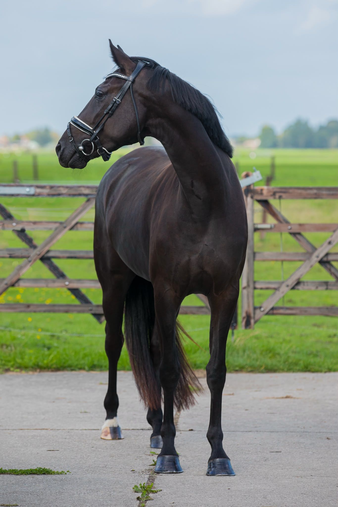 kwpn dressuurpaard merrie 3 anni zwart in vendita - Foto 3