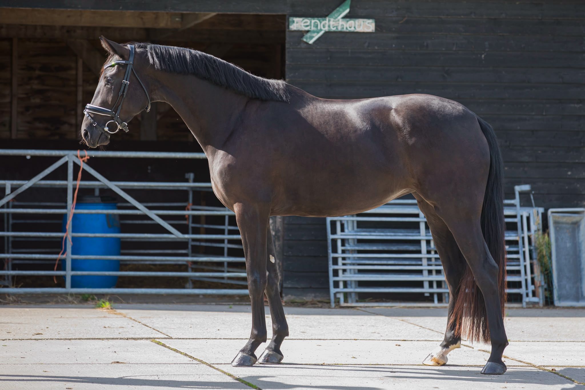 kwpn dressuurpaard merrie 3 anni zwart in vendita - Foto 4