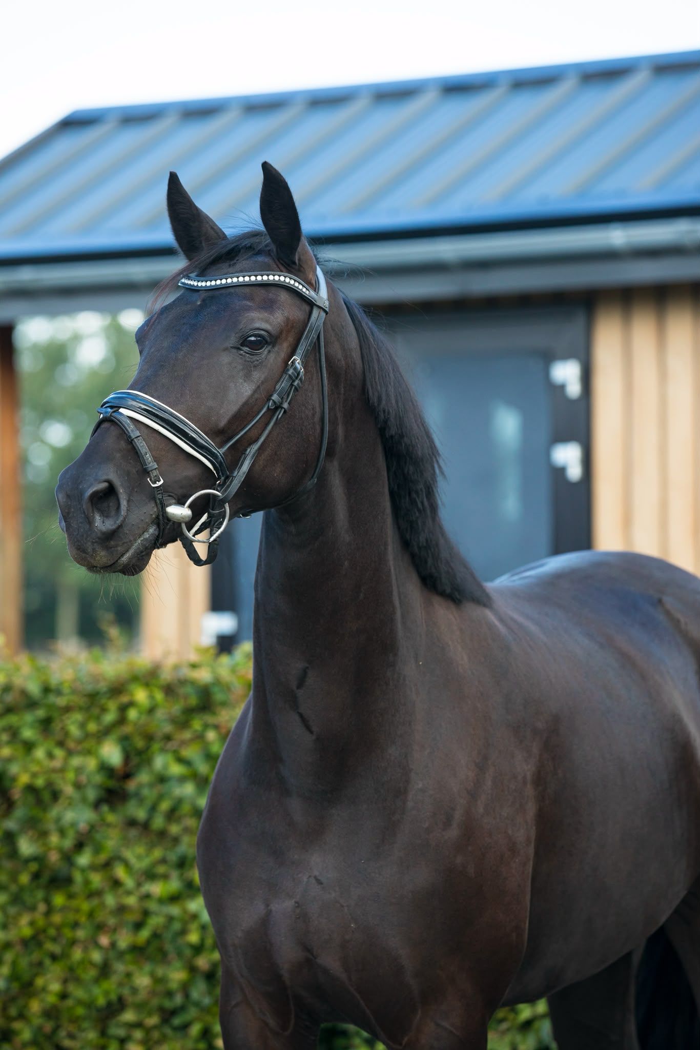 kwpn dressuurpaard merrie 3 anni zwart in vendita - Foto 6