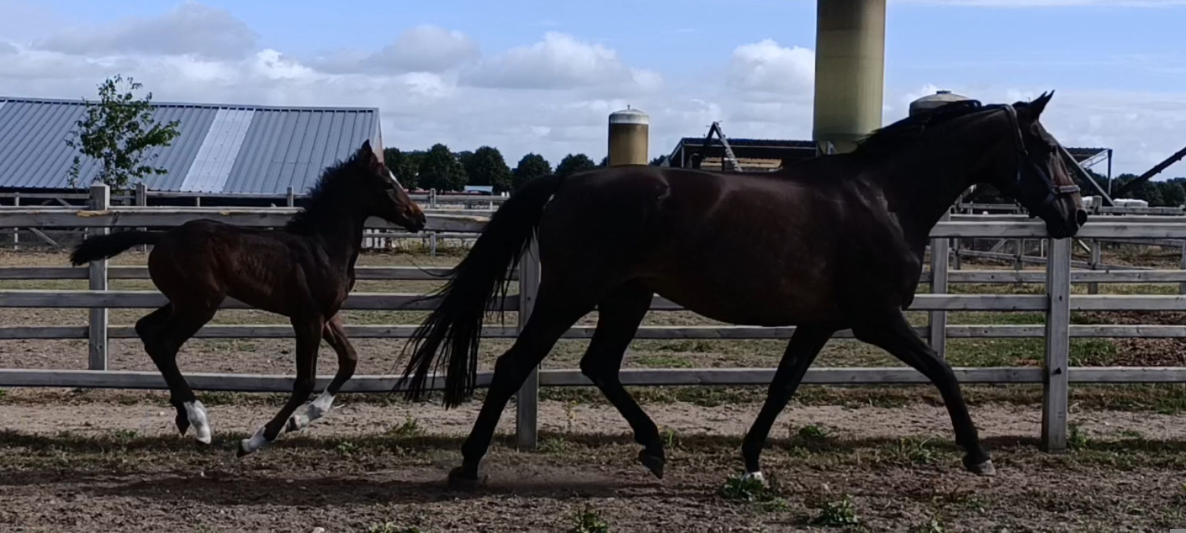 kwpn dressuurpaard hengst 1 سنوات donkerbruin للبيع - صورة 5
