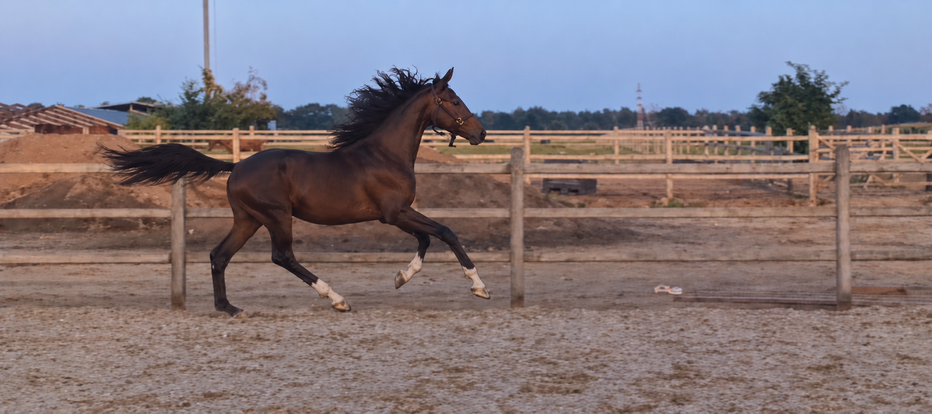 kwpn dressuurpaard hengst 1 سنوات donkerbruin للبيع - صورة 2