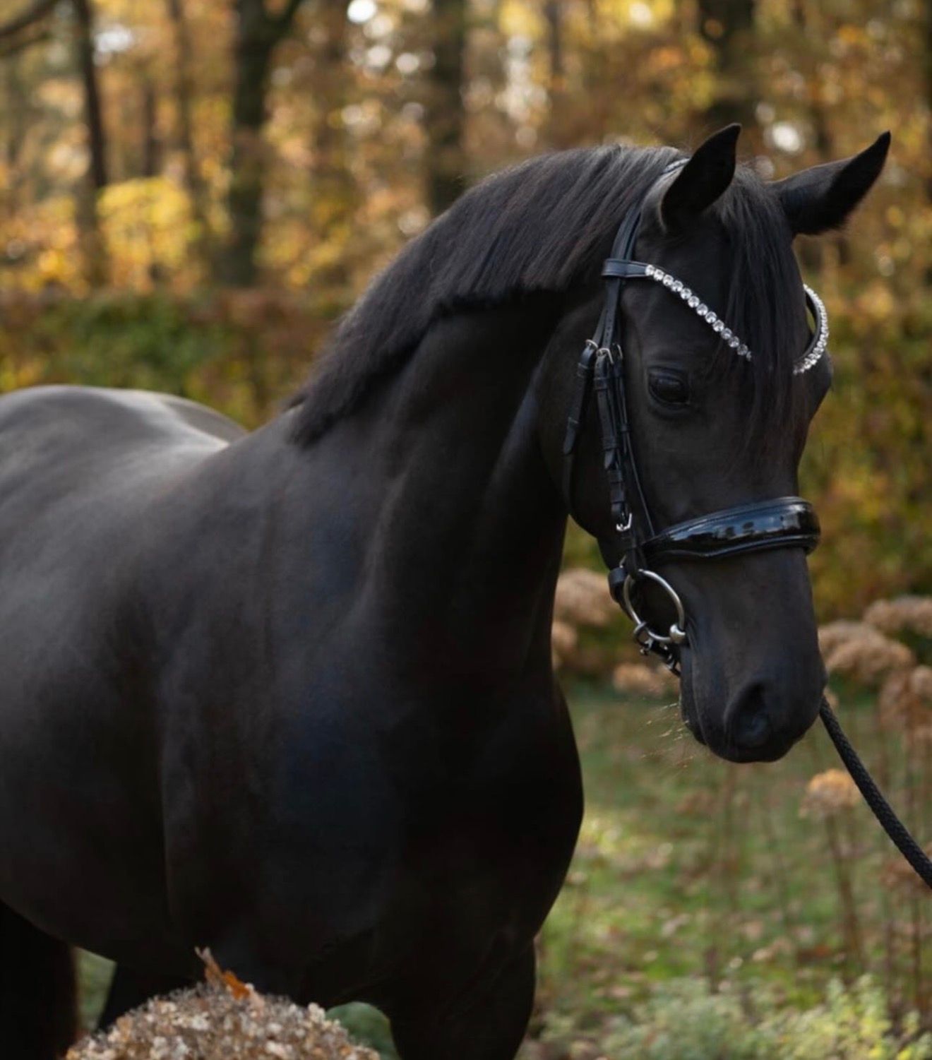welsh dressuurpony merrie 4 سنوات zwart للبيع - صورة 3