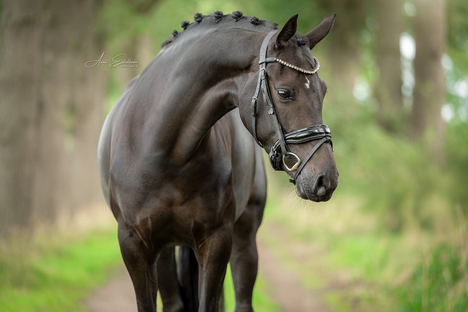 Vakker, talentfull NWR-hoppe til salgs