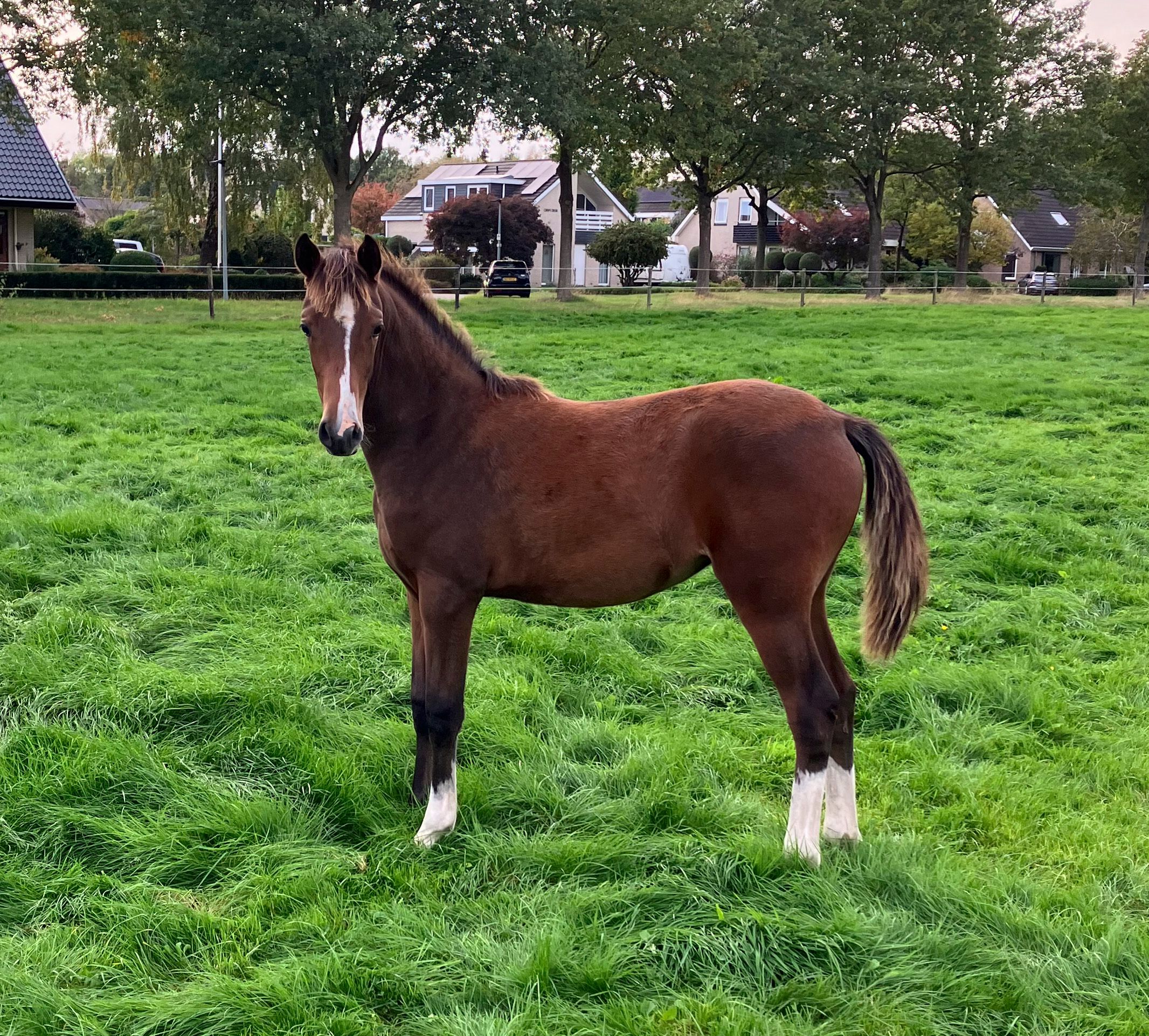 welsh allround-pony merrie 0 سنوات bruin للبيع - صورة 4