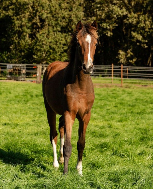 welsh allround-pony merrie 0 سنوات bruin للبيع - صورة 3