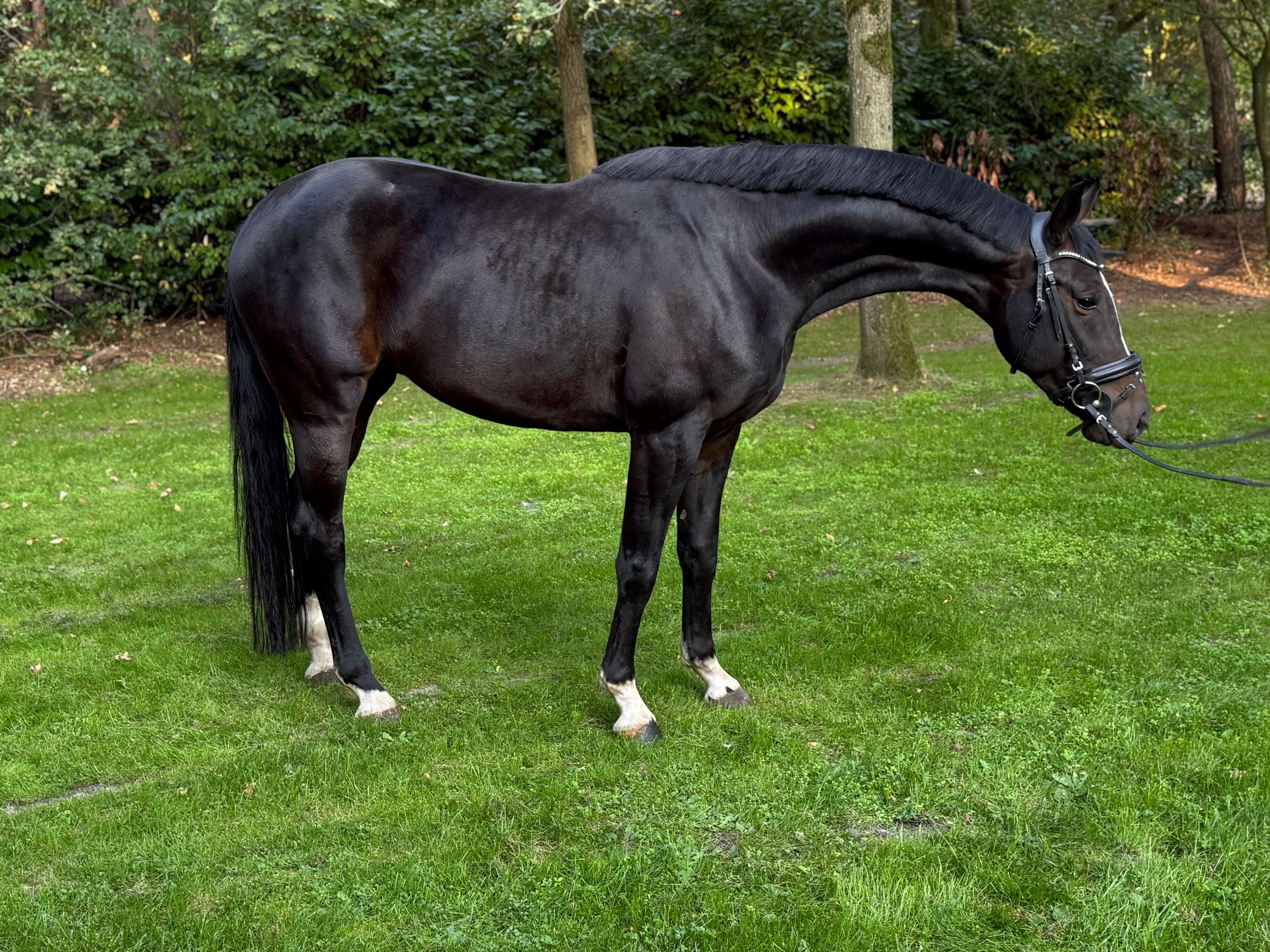 kwpn dressuurpaard ruin 4 anos zwart à venda - Foto 2